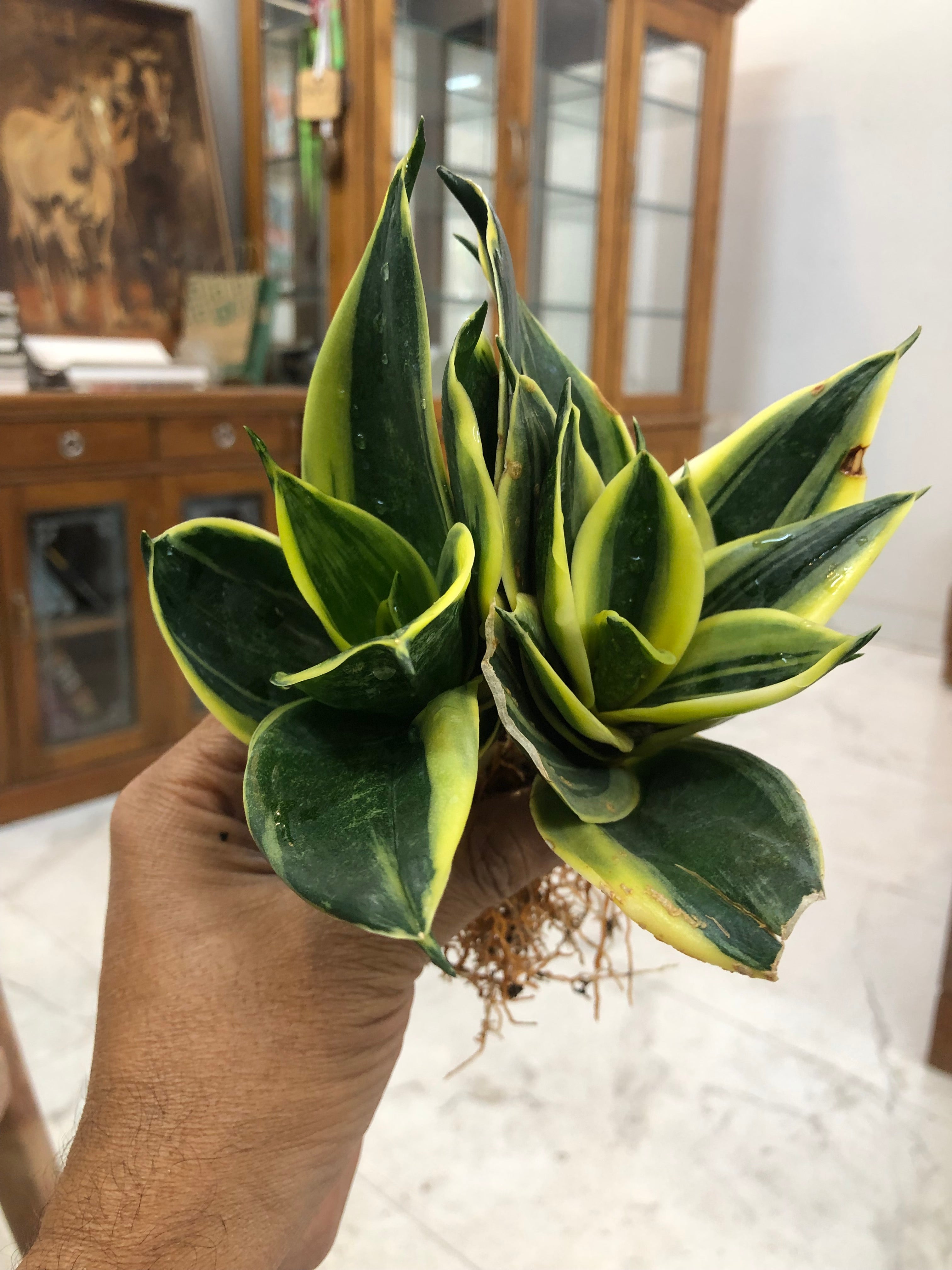 Sansevieria GOLDFLAME DWARF VARIETY