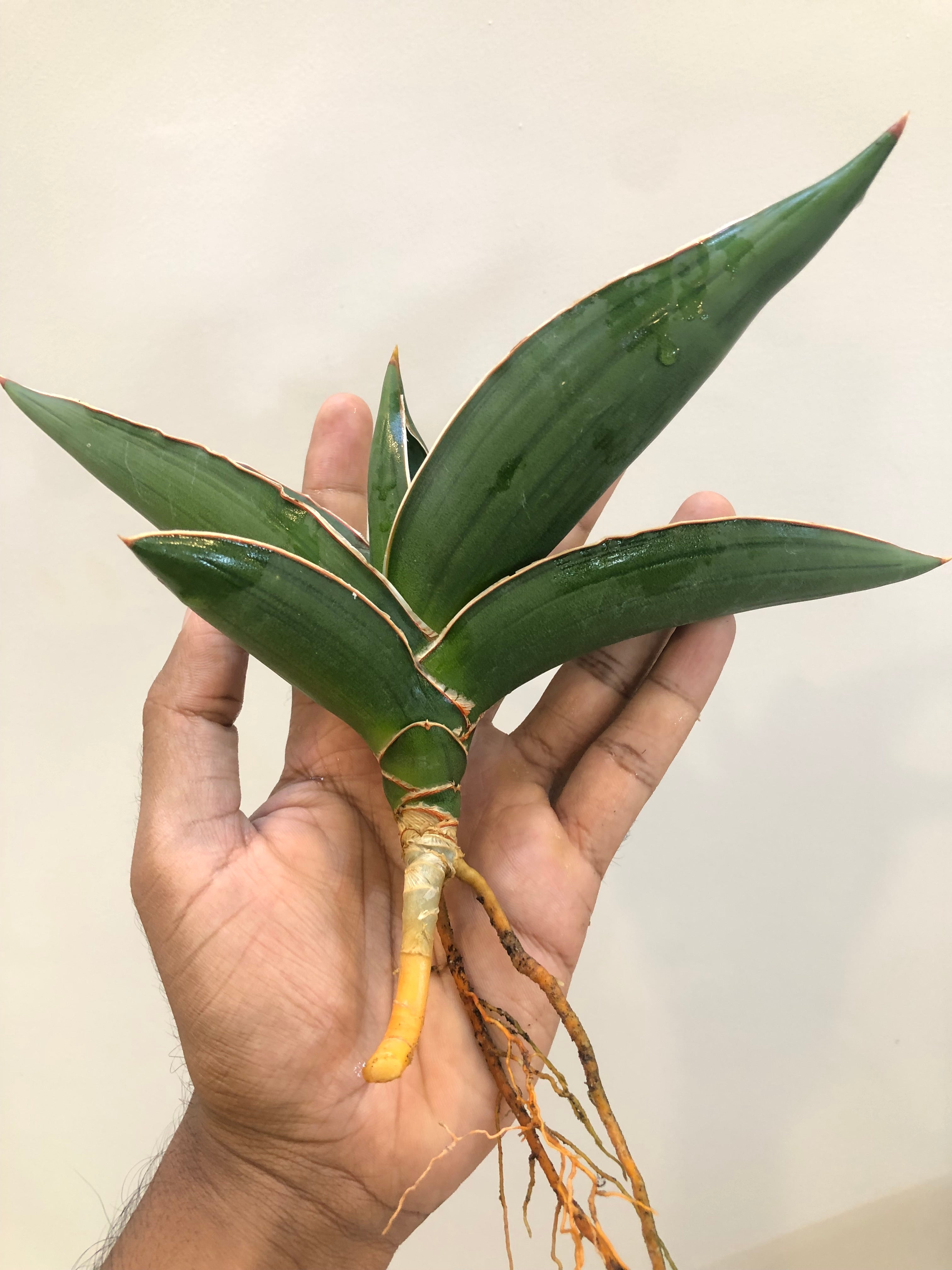 Sansevieria Samurai Snake Plant