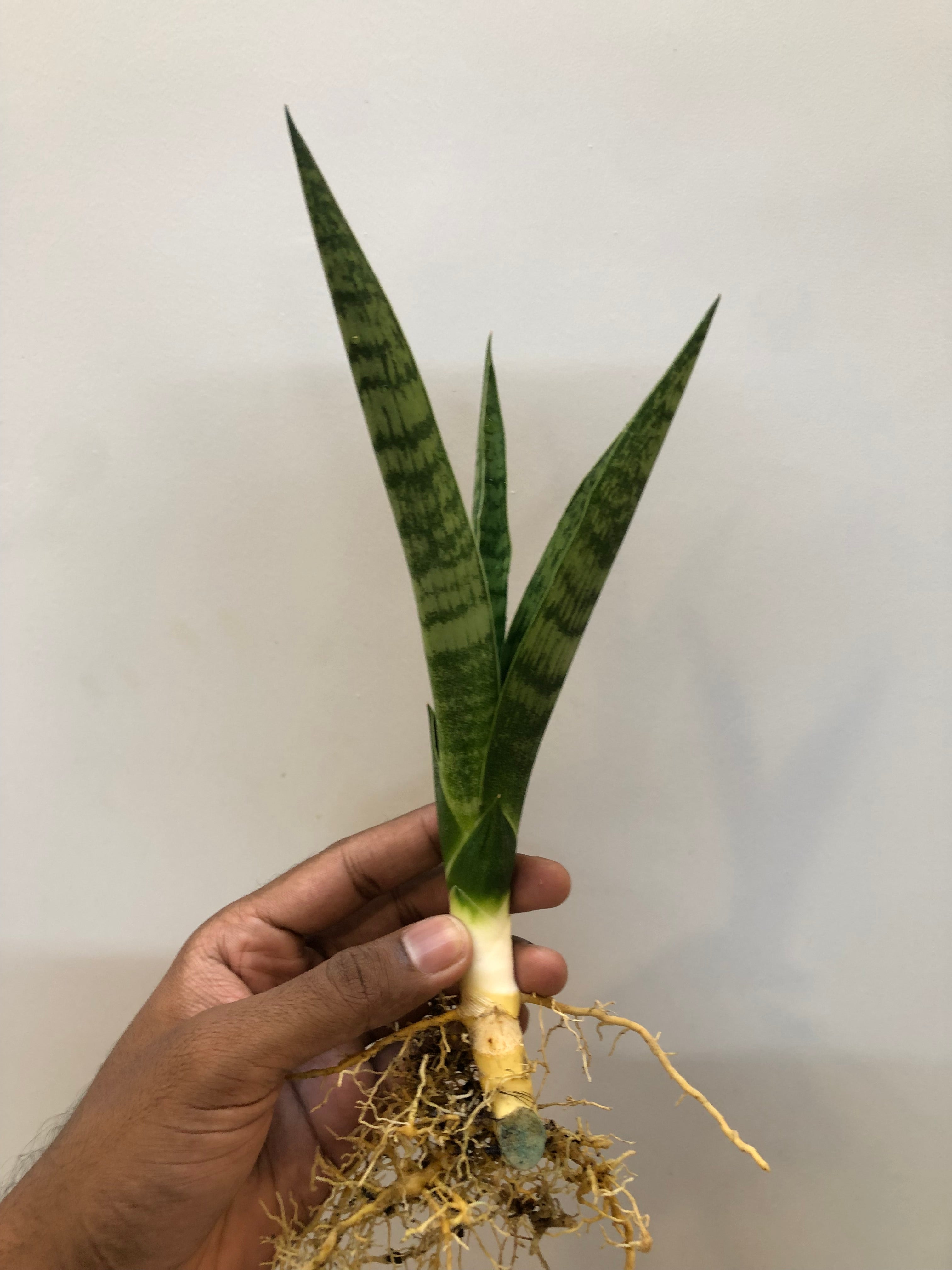 Sansevieria BALLERINA