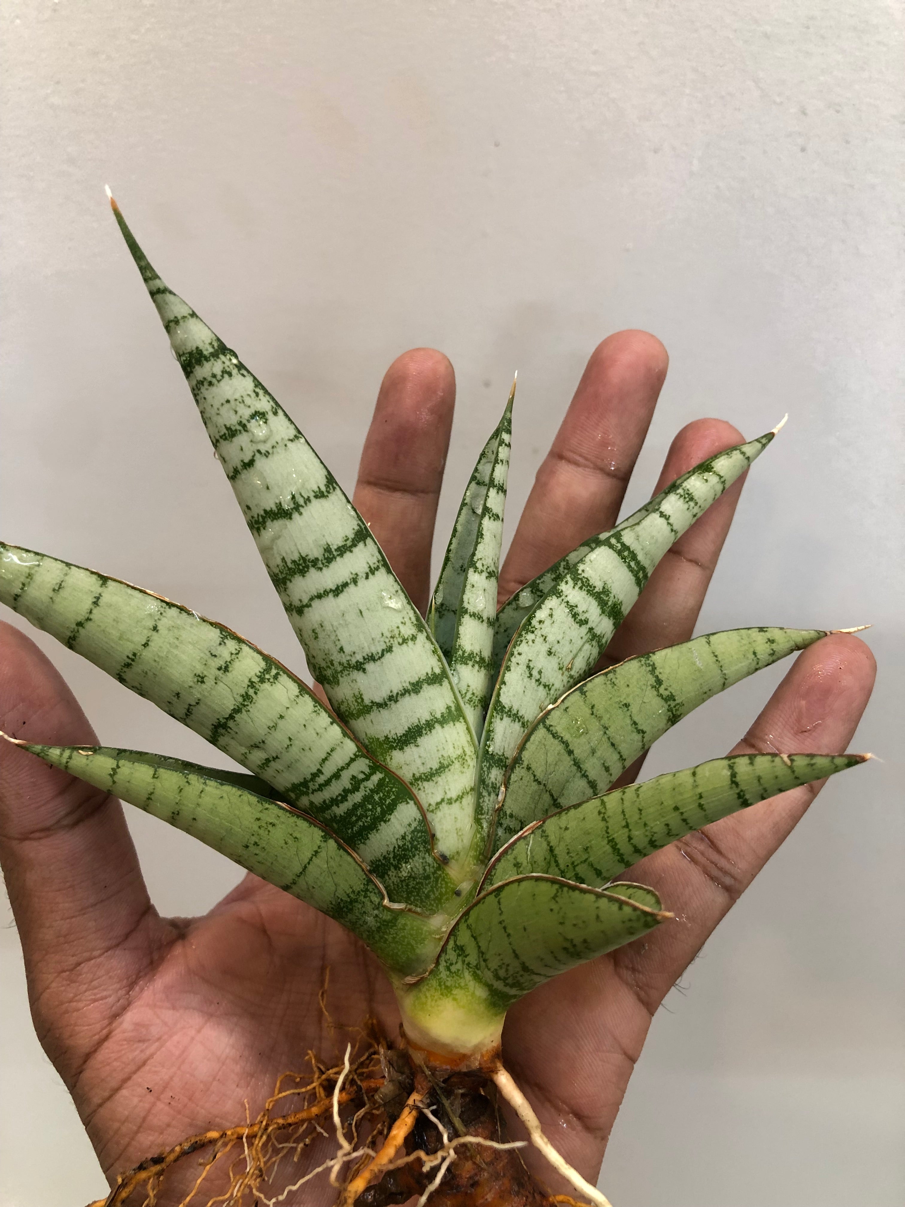 Sansevieria HANOMAN