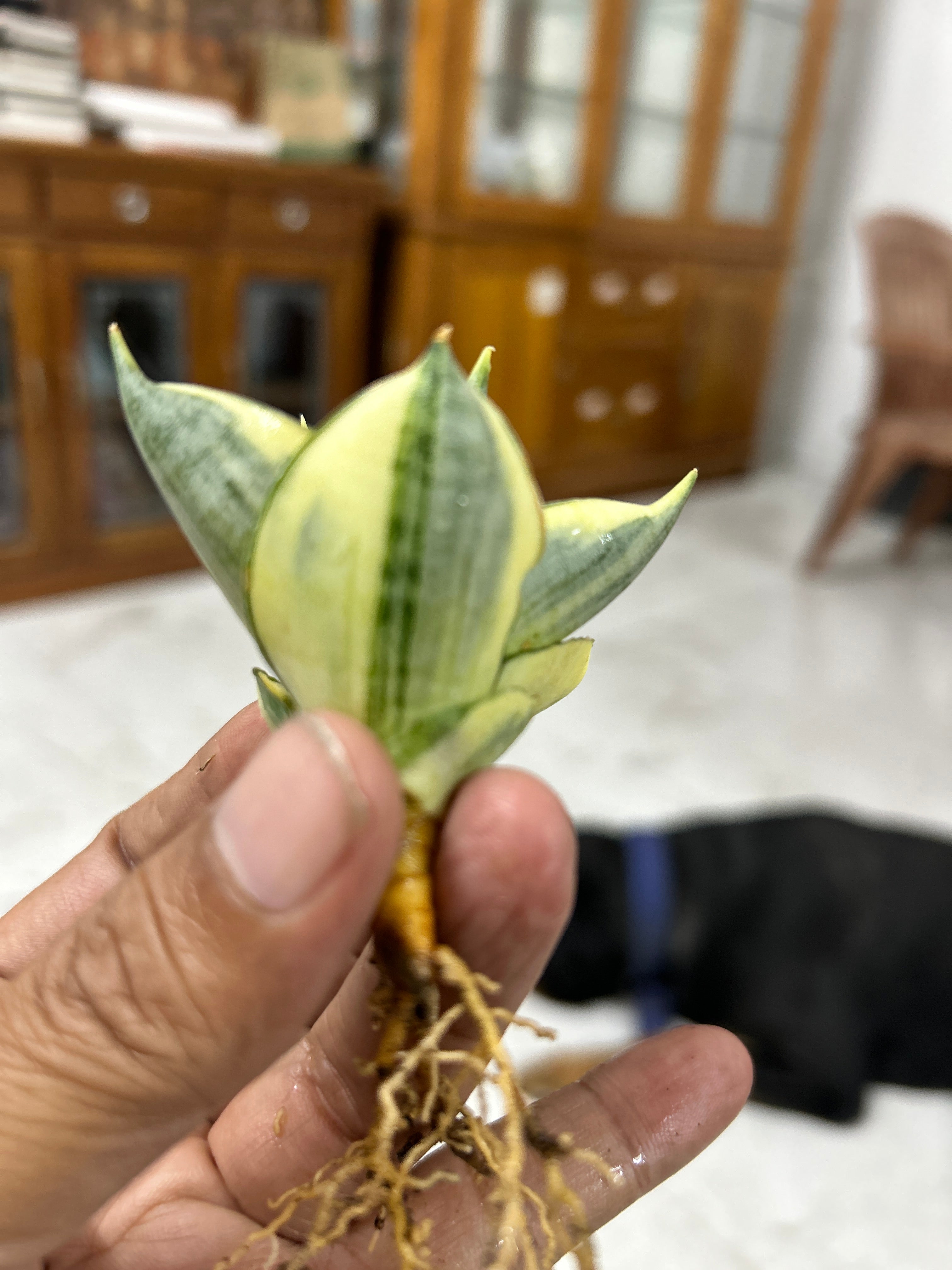 Sansevieria MANJA VARIEGATED