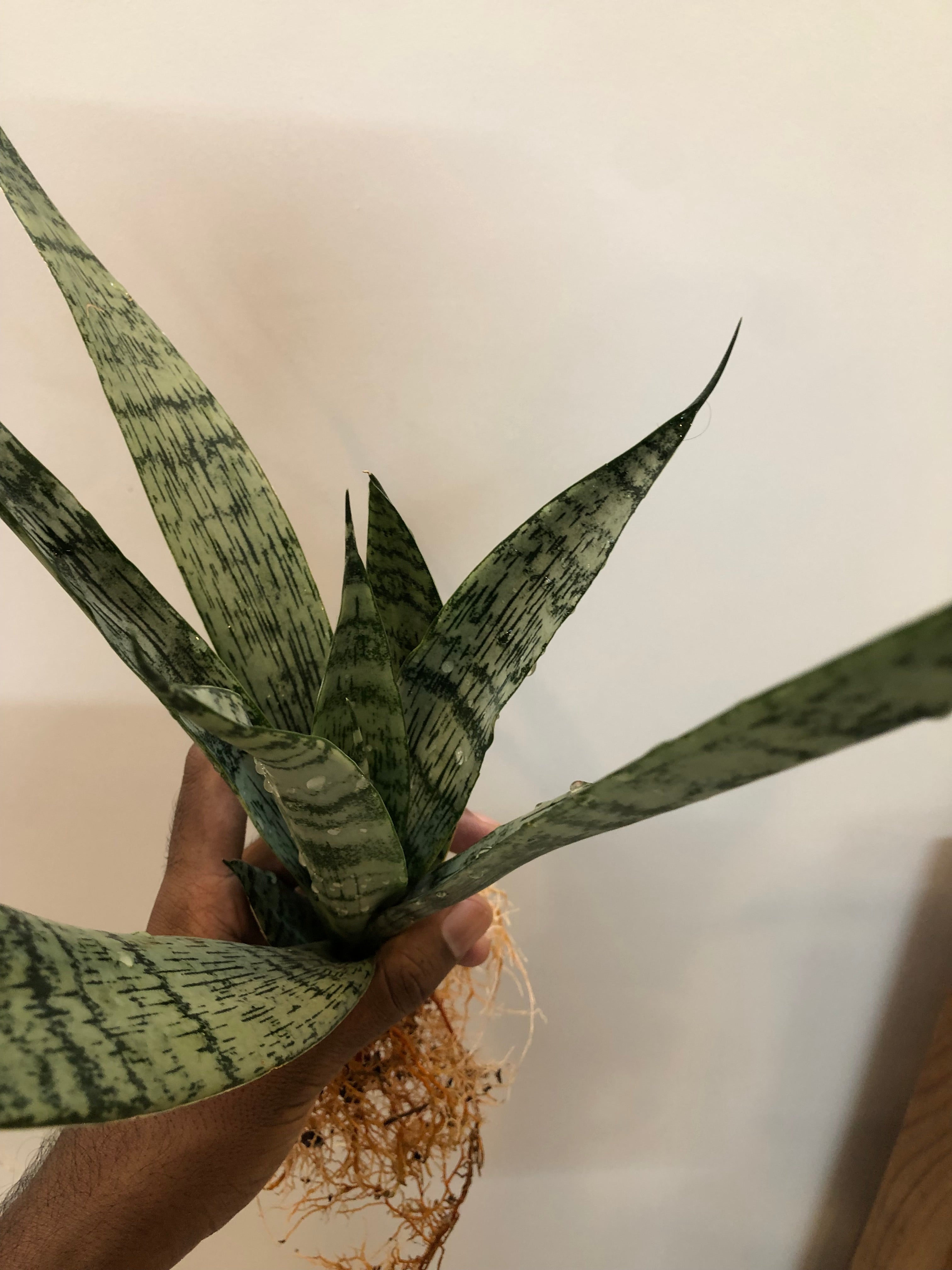 Sansevieria EVEREST