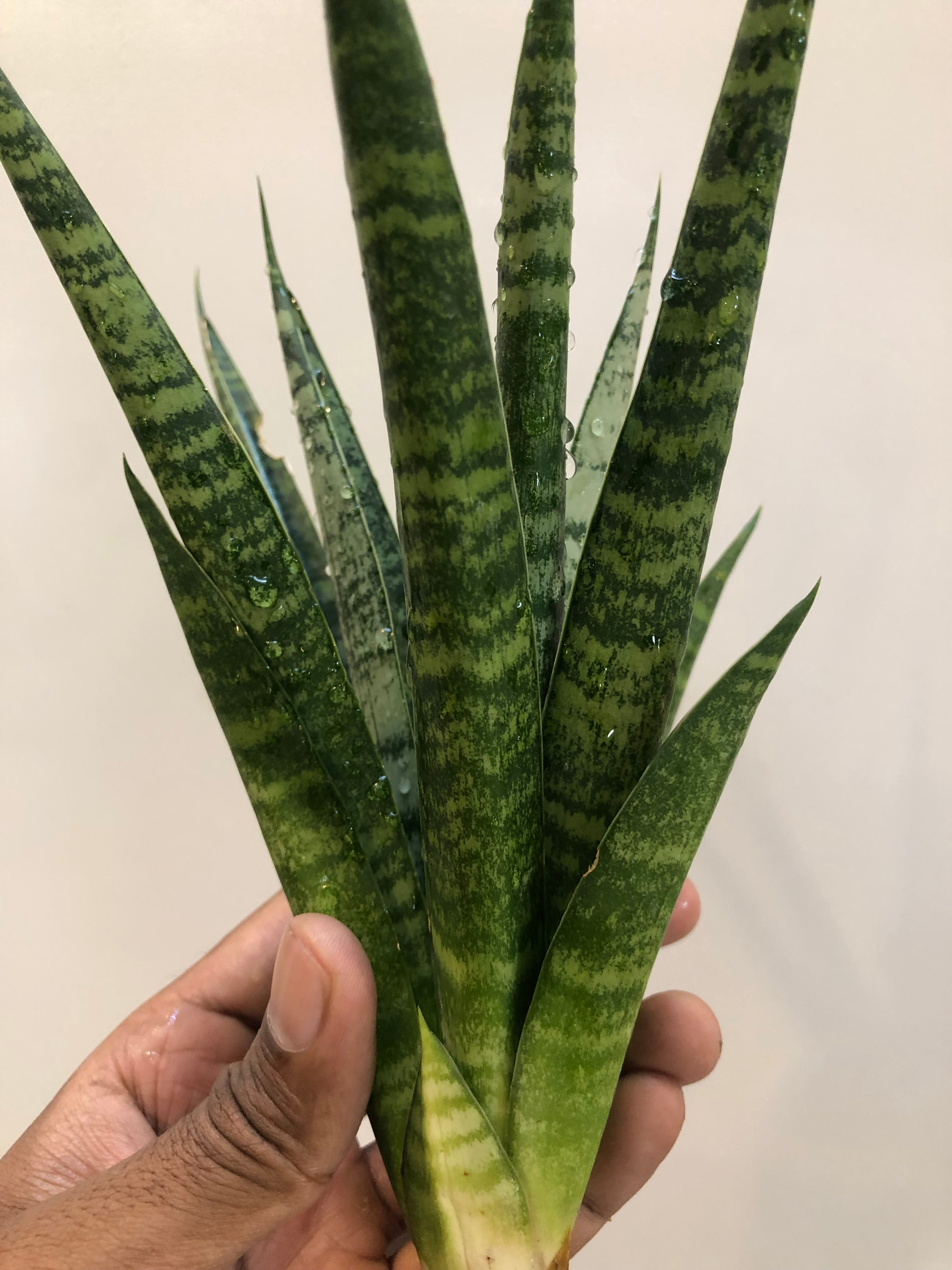 Sansevieria CHAIYO