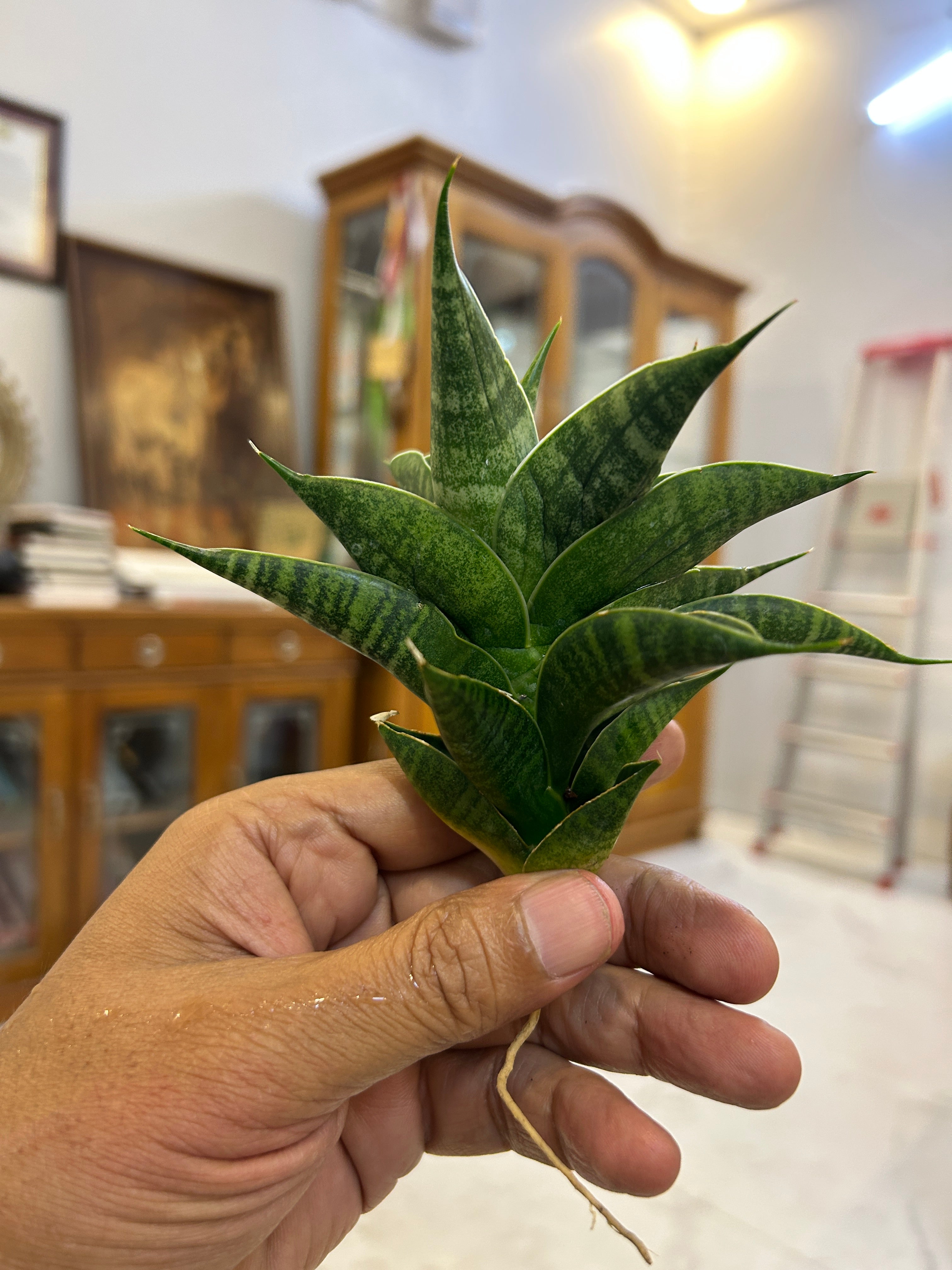 Sansevieria SINDORO