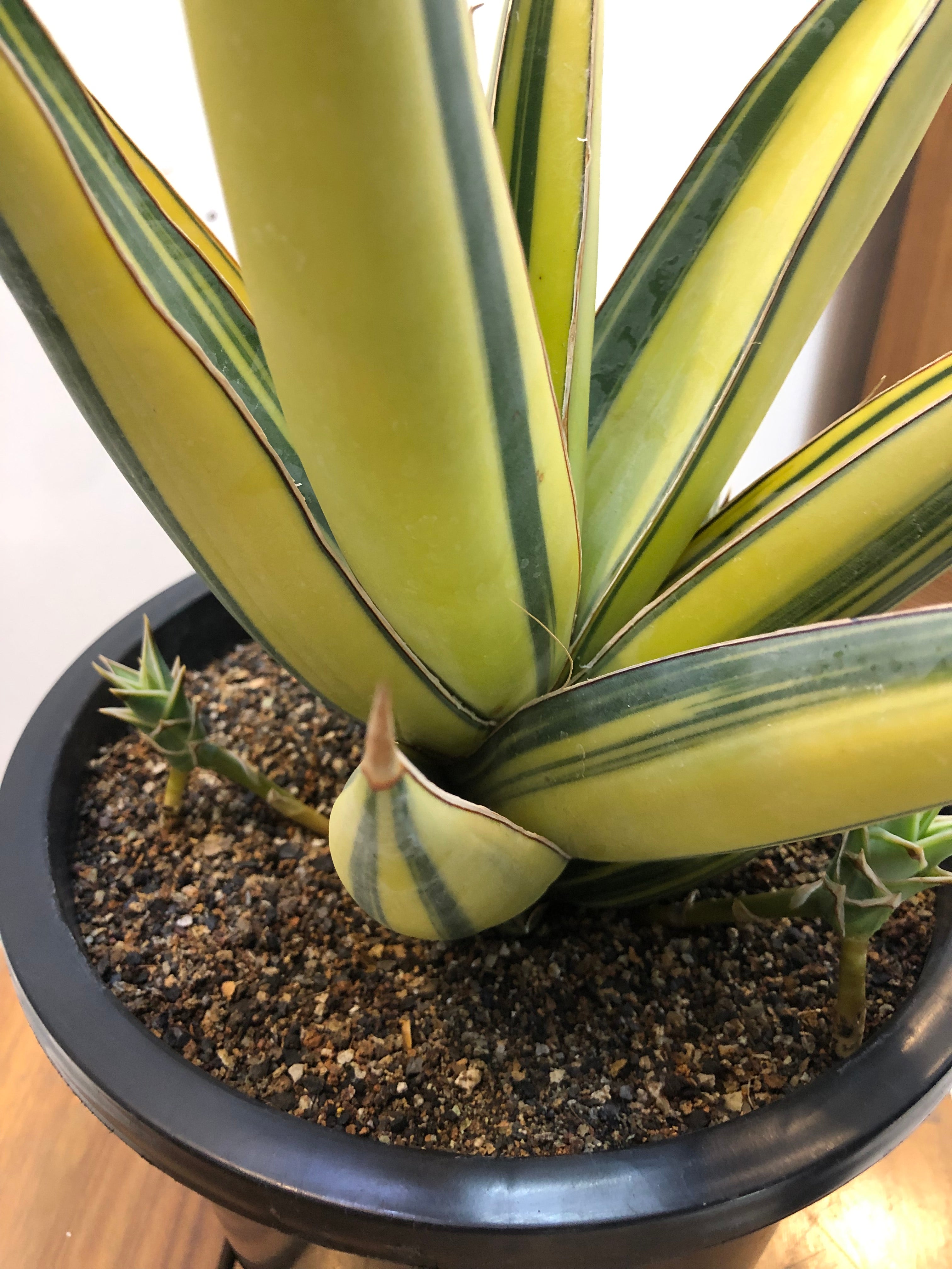 Sansevieria PINGUICULA VARIEGATED SPECIMEN