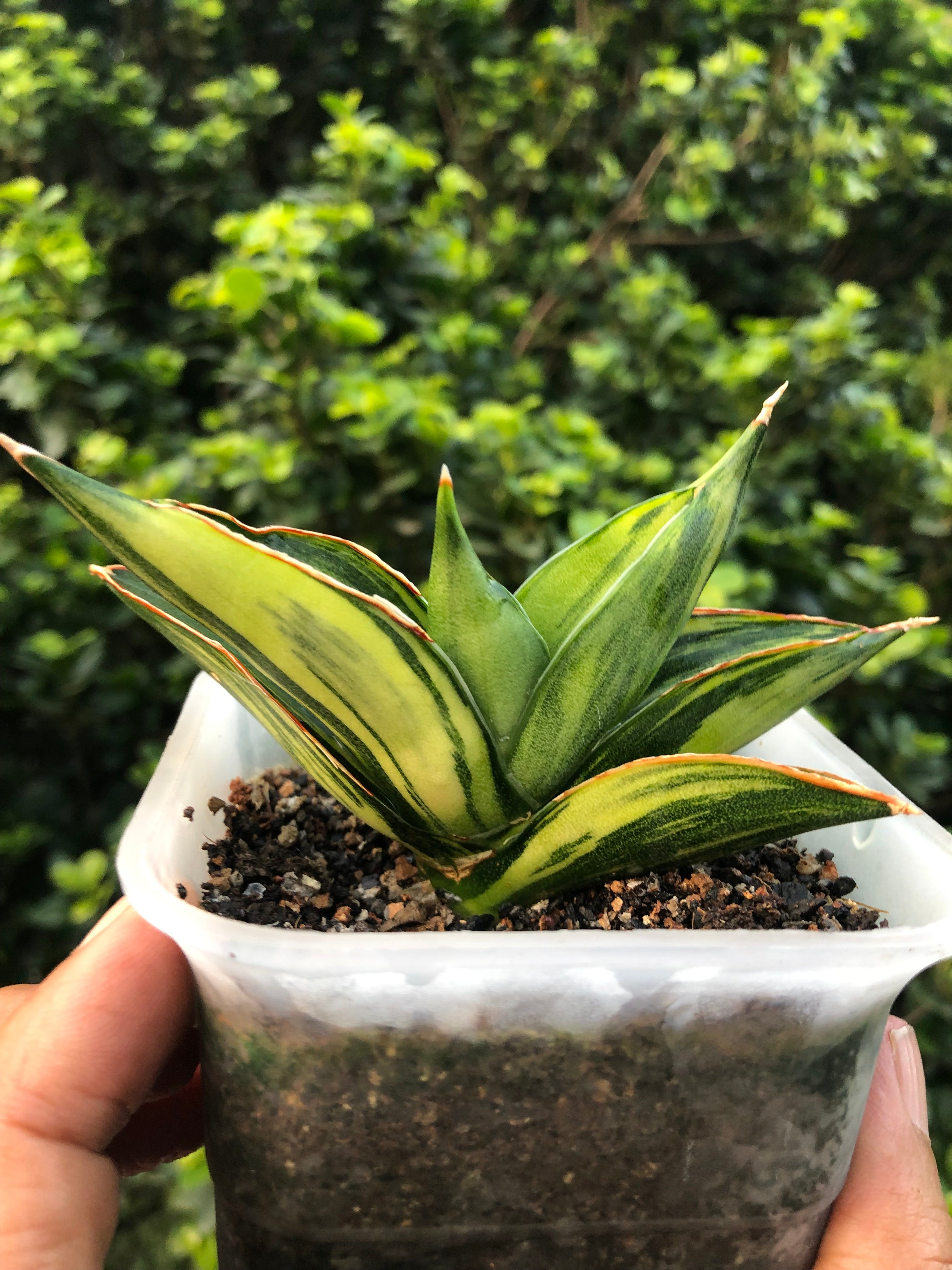 Sansevieria SWASDEE VARIEGATED