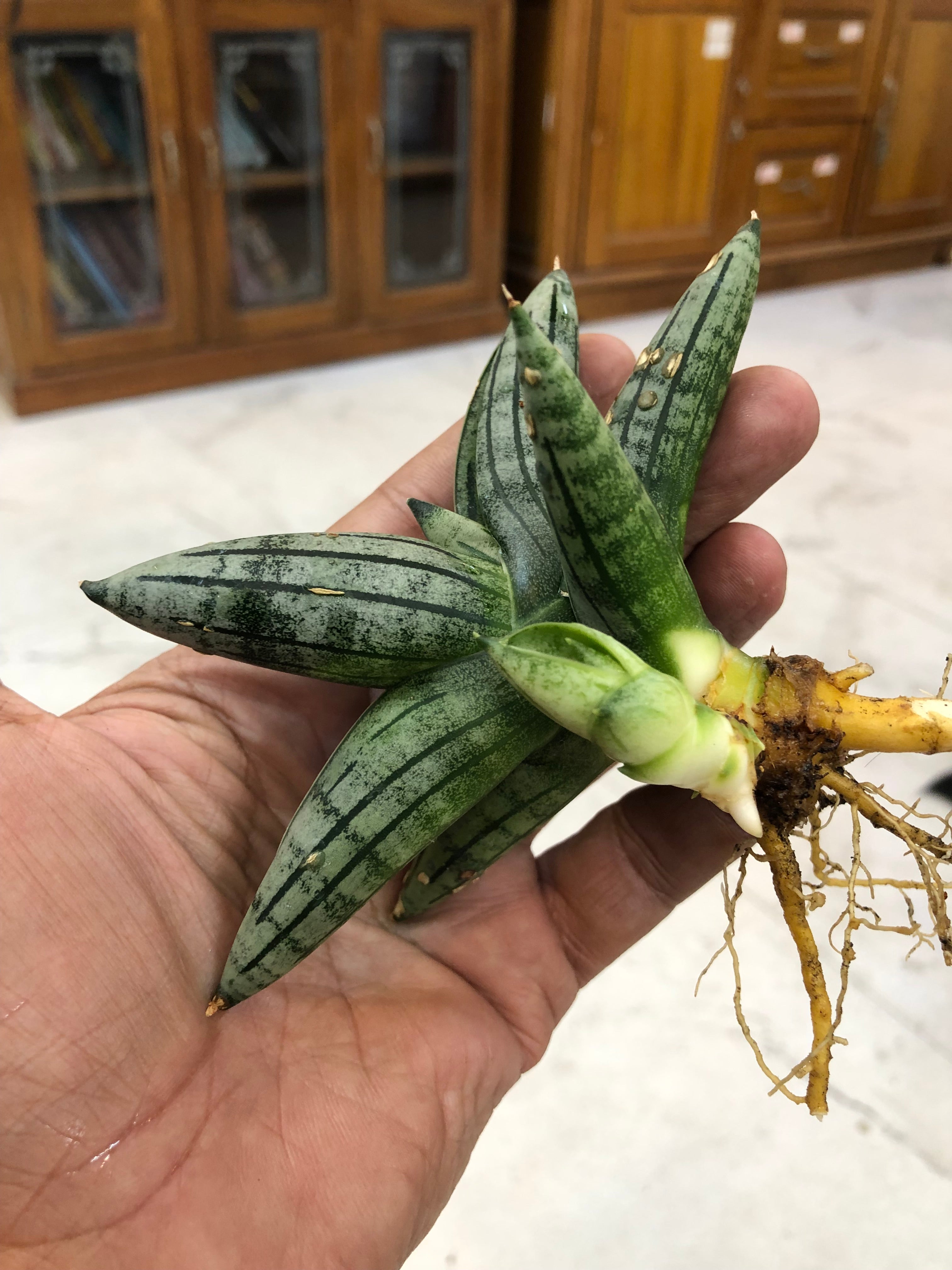 Sansevieria MELON