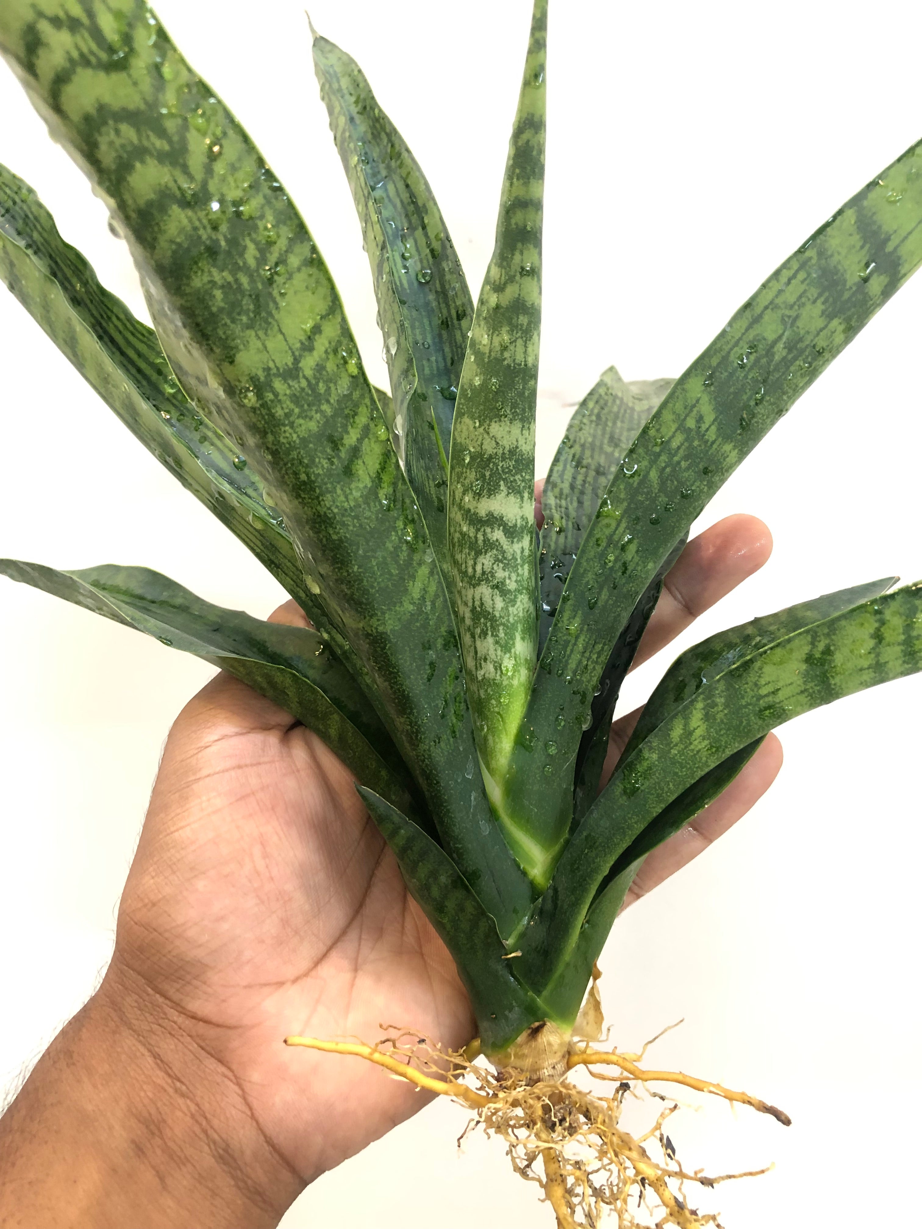 Sansevieria BALLERIAN SPECIMEN
