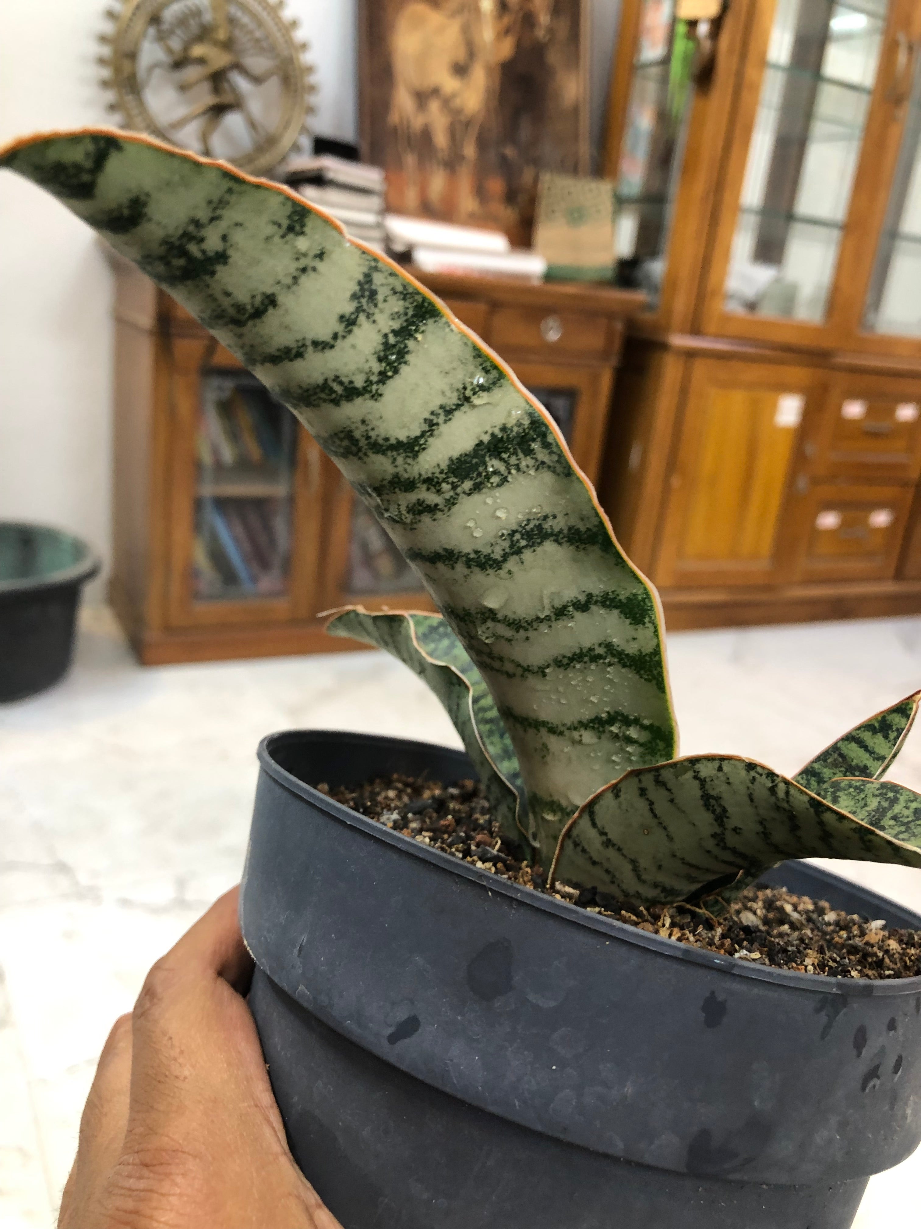 Sansevieria Hybrid MARFUAH