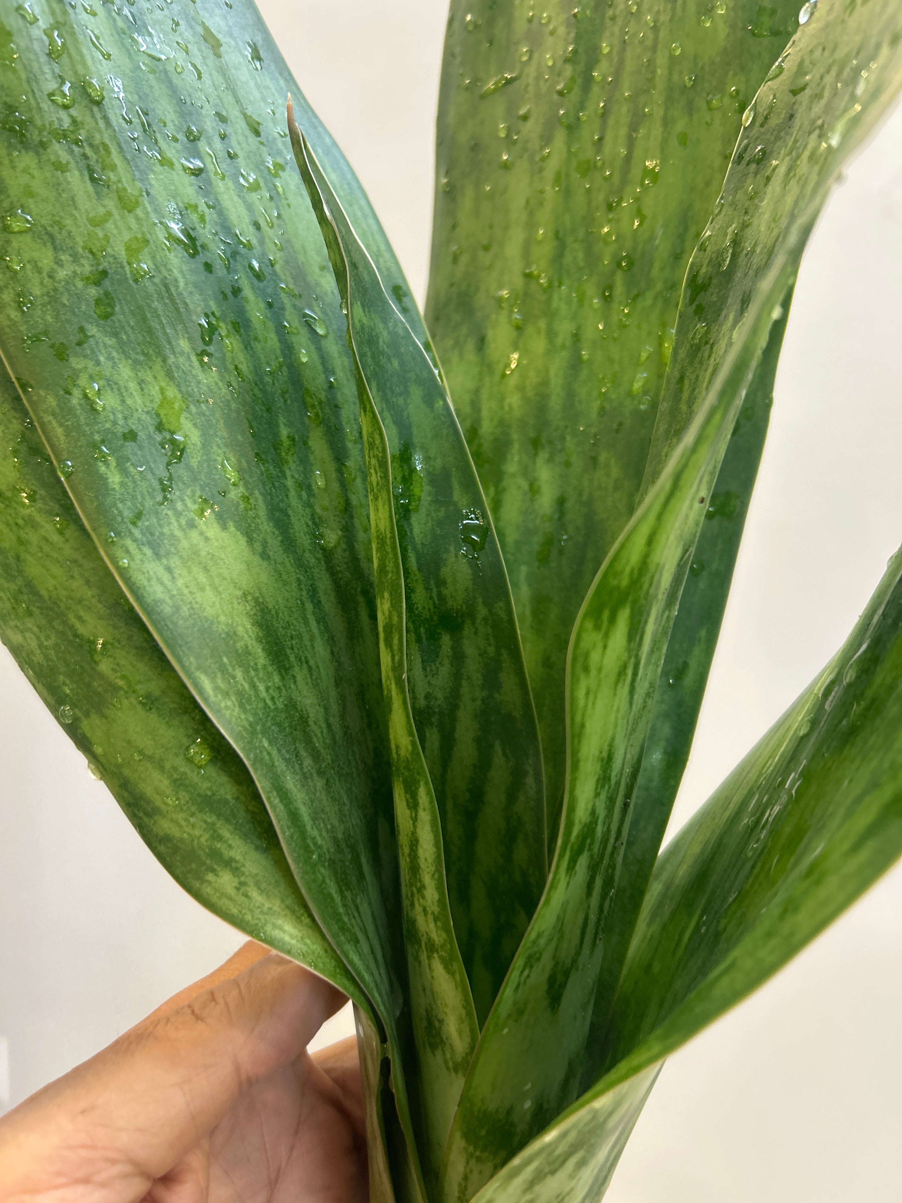 Sansevieria LAKE SIBAYA/GIANTLEAF/ SUDVALA CAVES