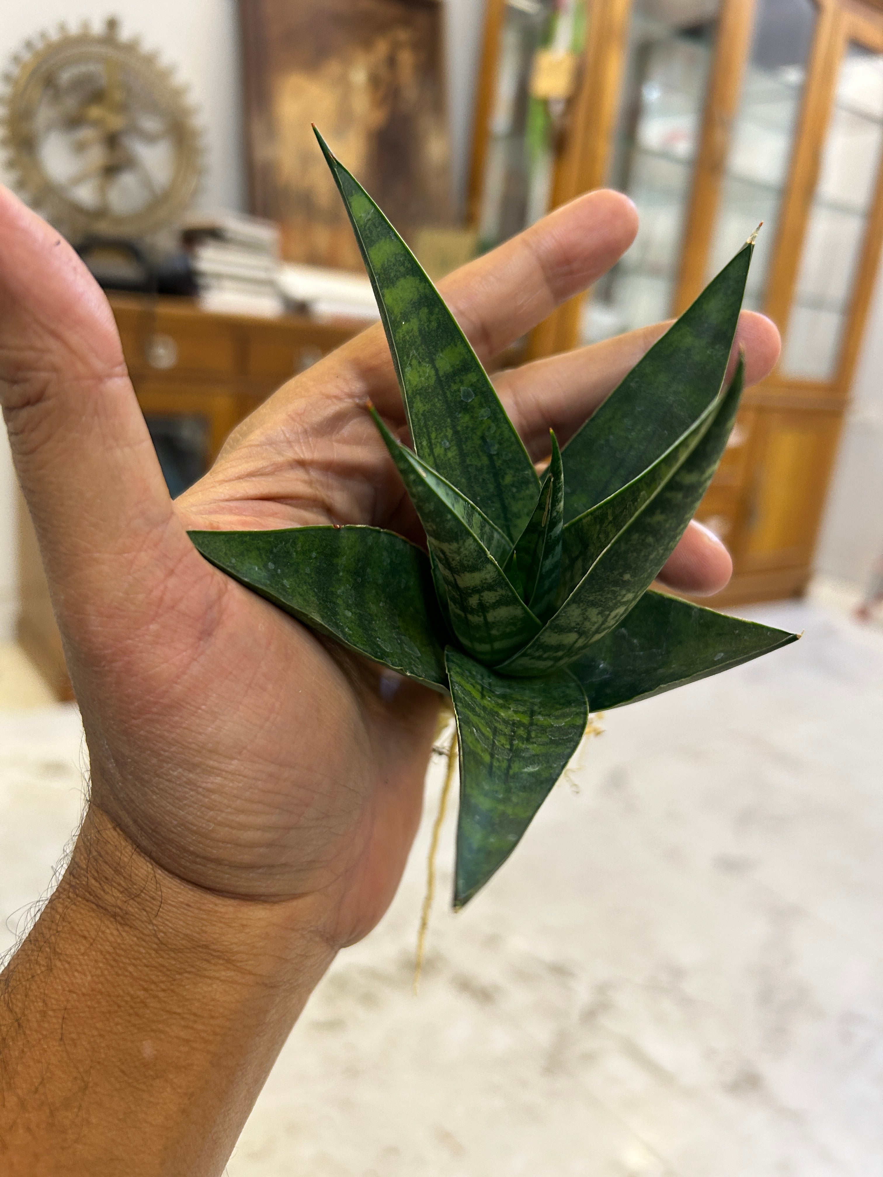 Sansevieria Star Gate