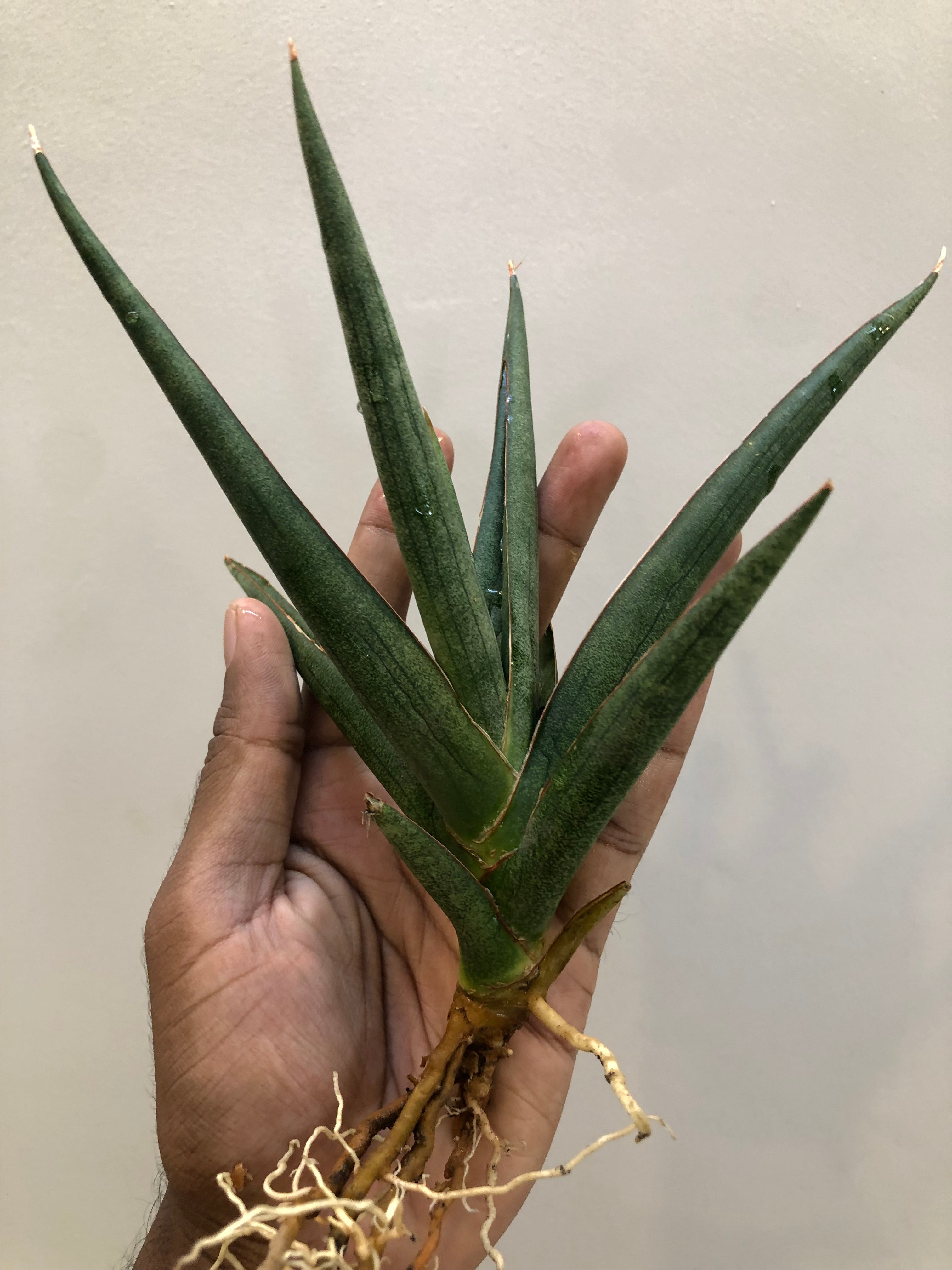 Sansevieria DAWWA