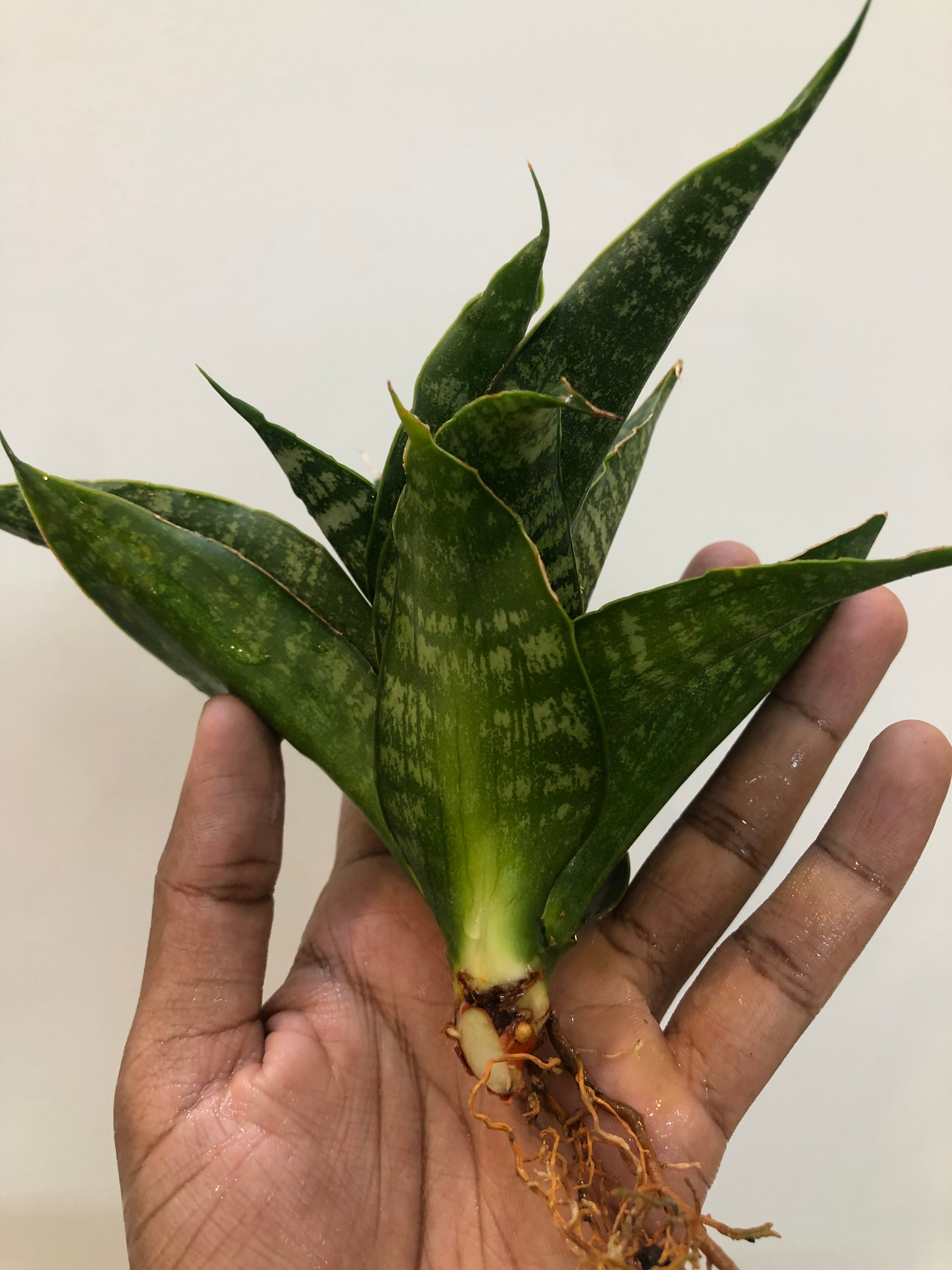Sansevieria SINTA (THATS HOW MATA SITA IS ADDRESSED IN INDONESIA)