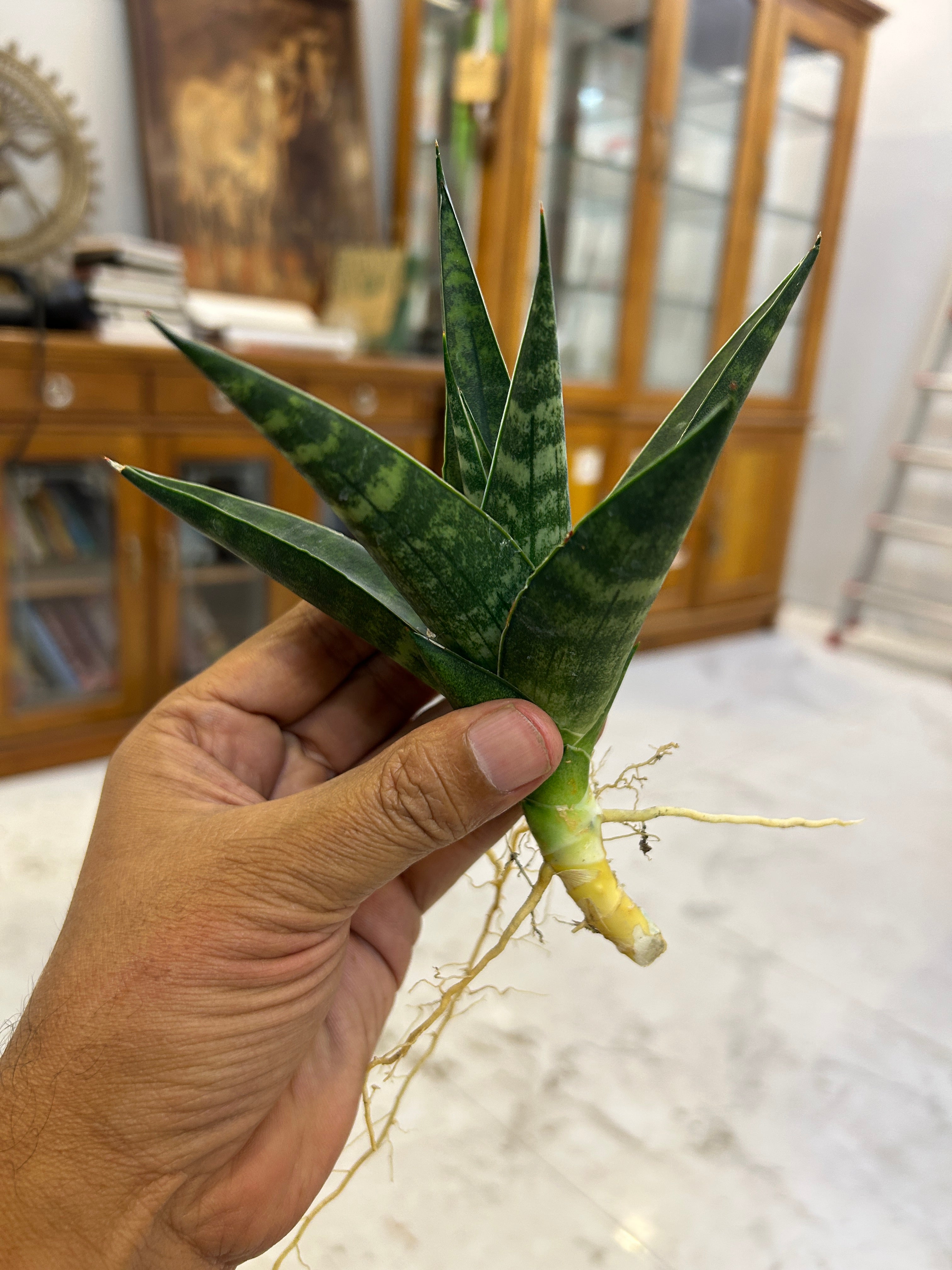 Sansevieria Star Gate