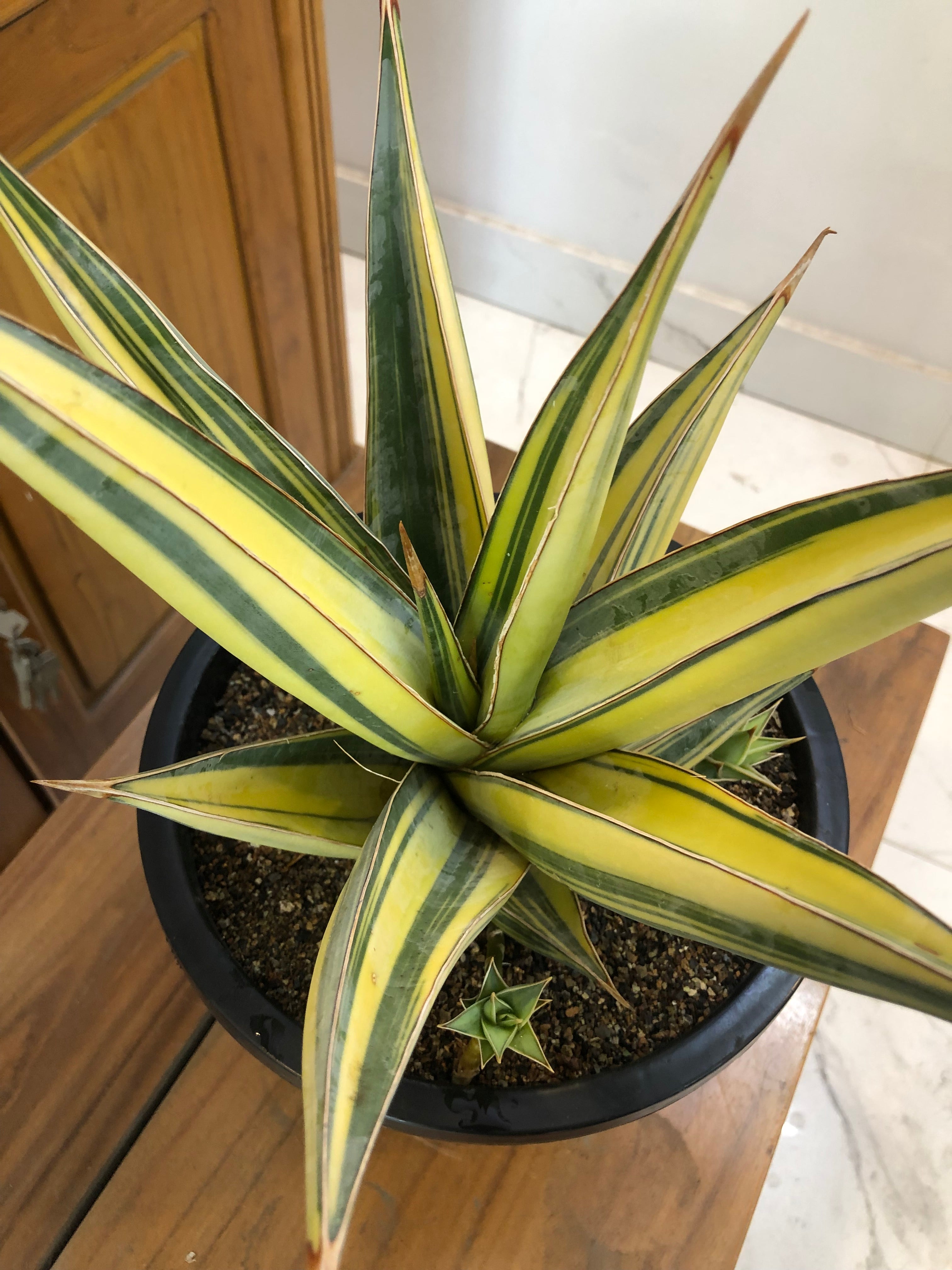 Sansevieria PINGUICULA VARIEGATED SPECIMEN