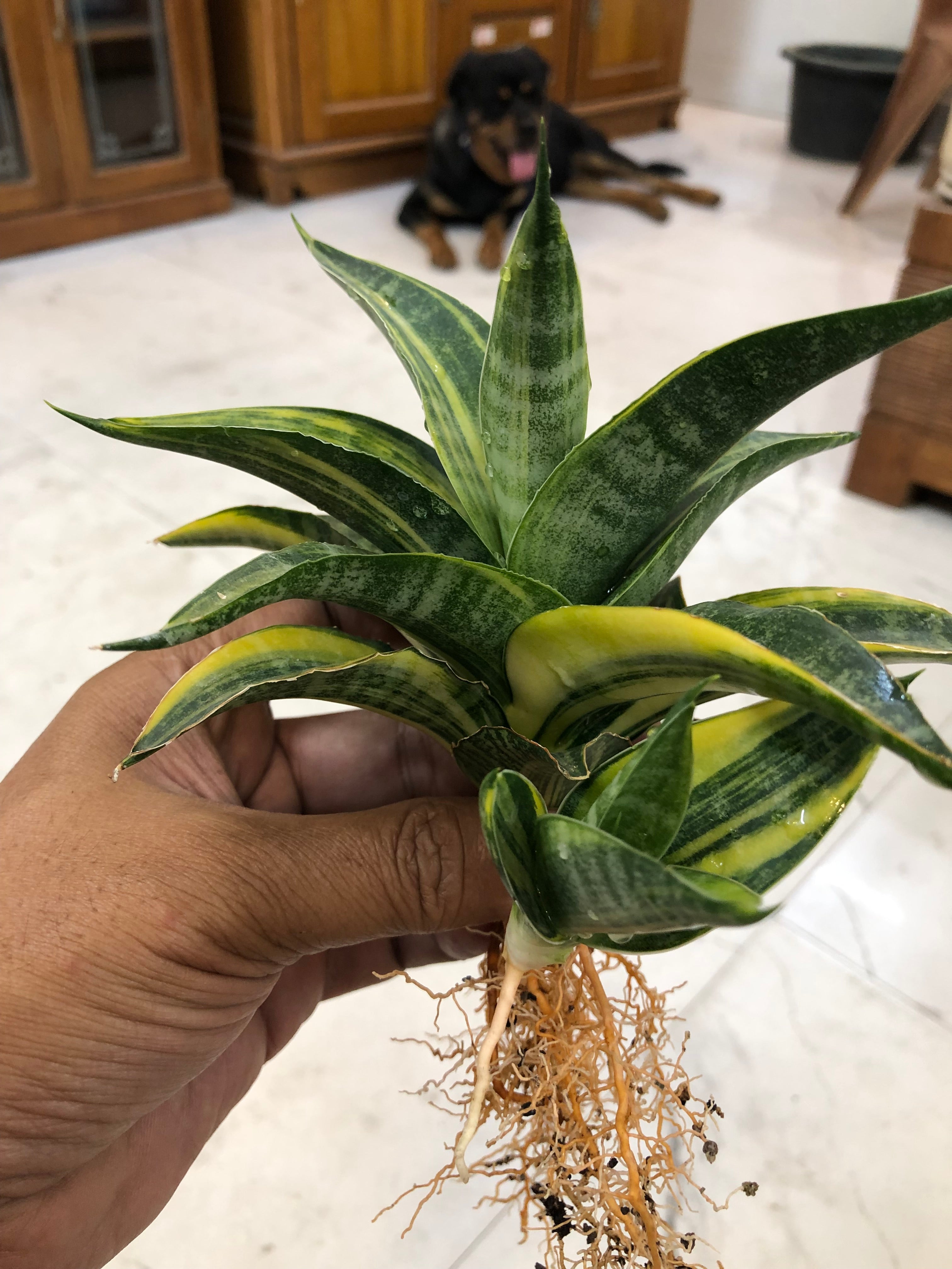 Sansevieria ARIELLA VARIEGATED