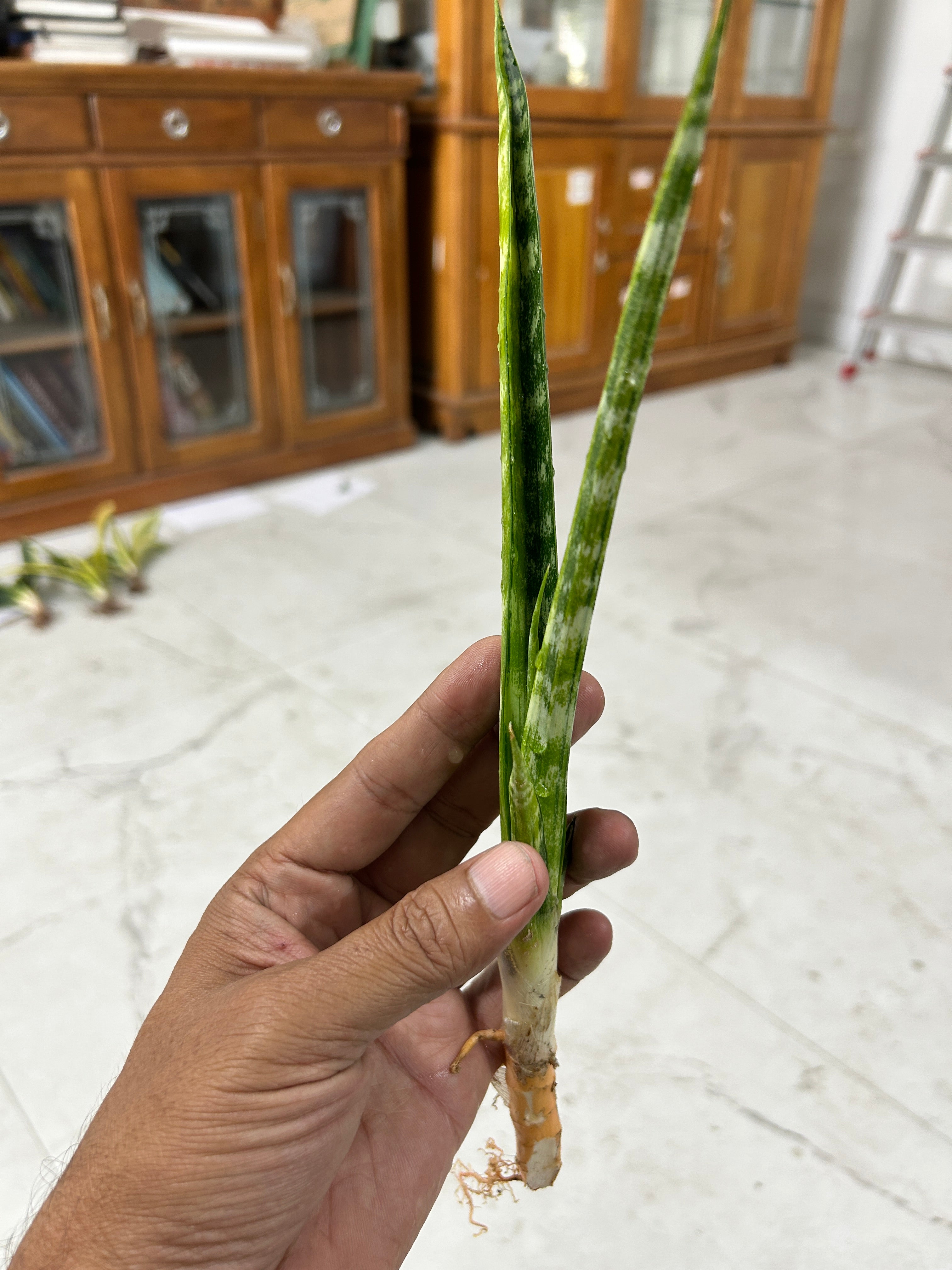 Sansevieria FERNWOOD VARIEGATED