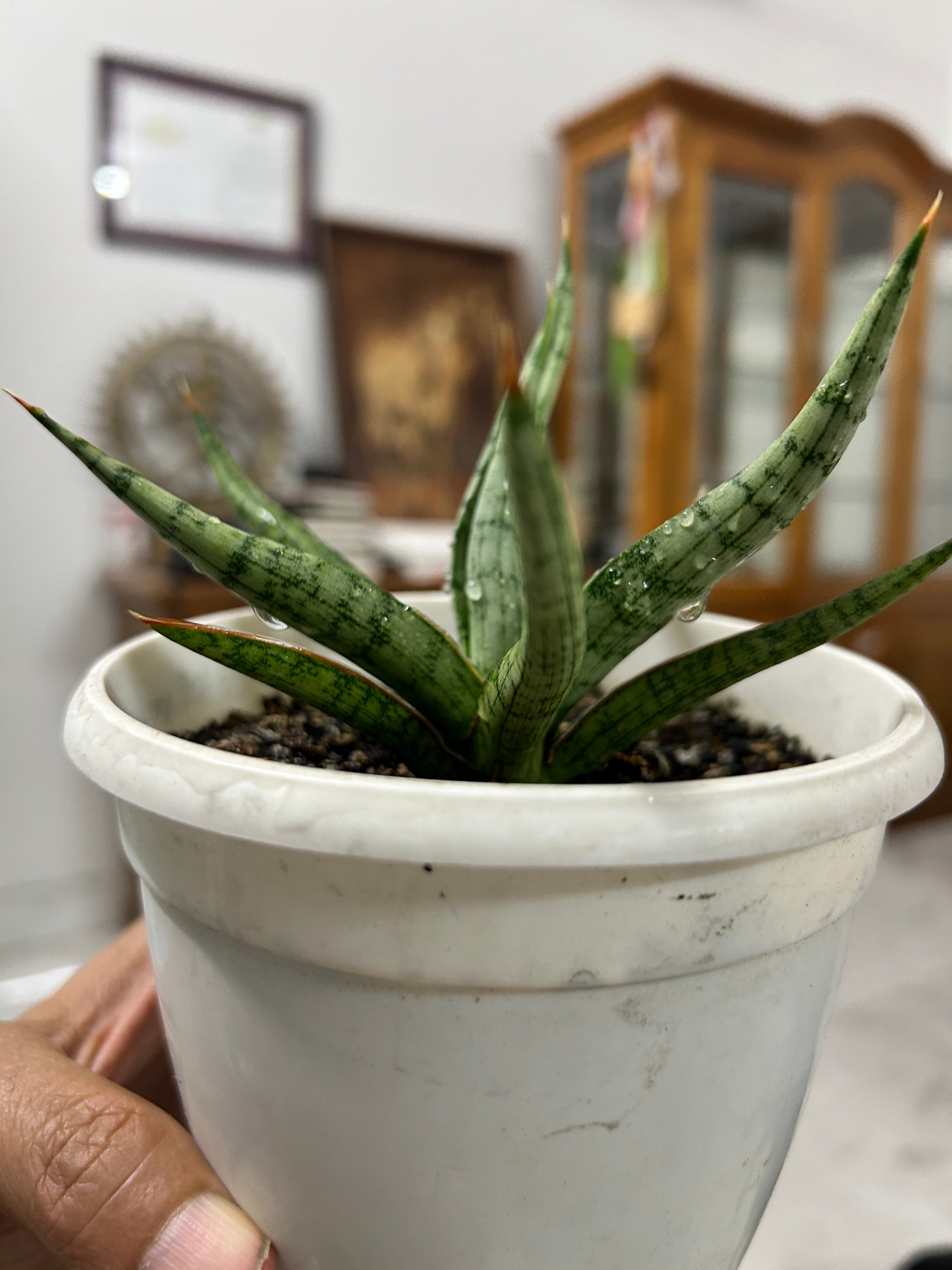 Sansevieria RUDAL
