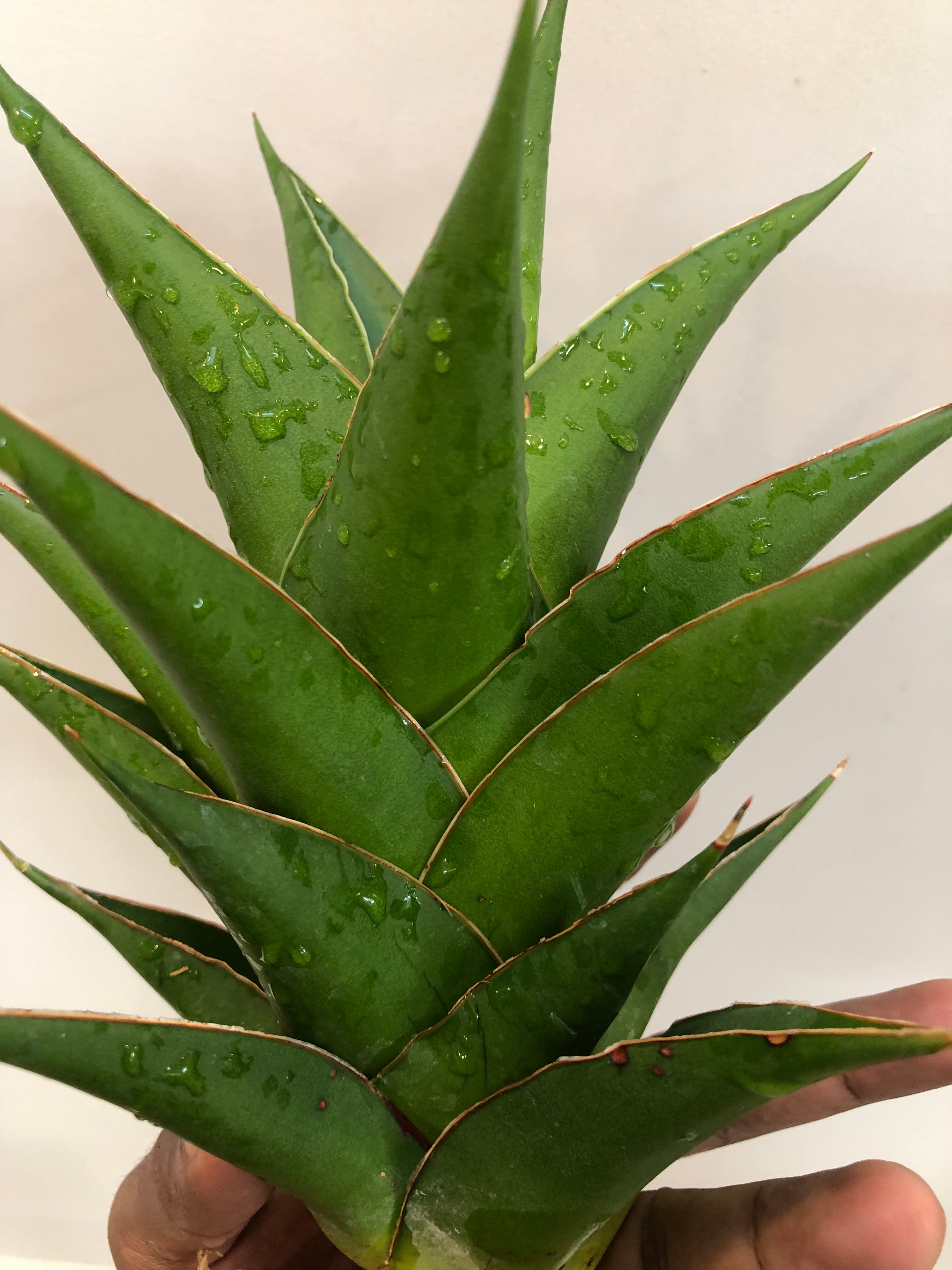 Sansevieria INDONESIAN TOWER