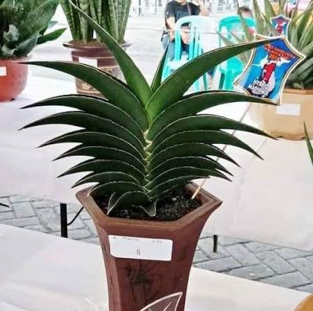 Sansevieria KUKU BIMA VARIEGATED