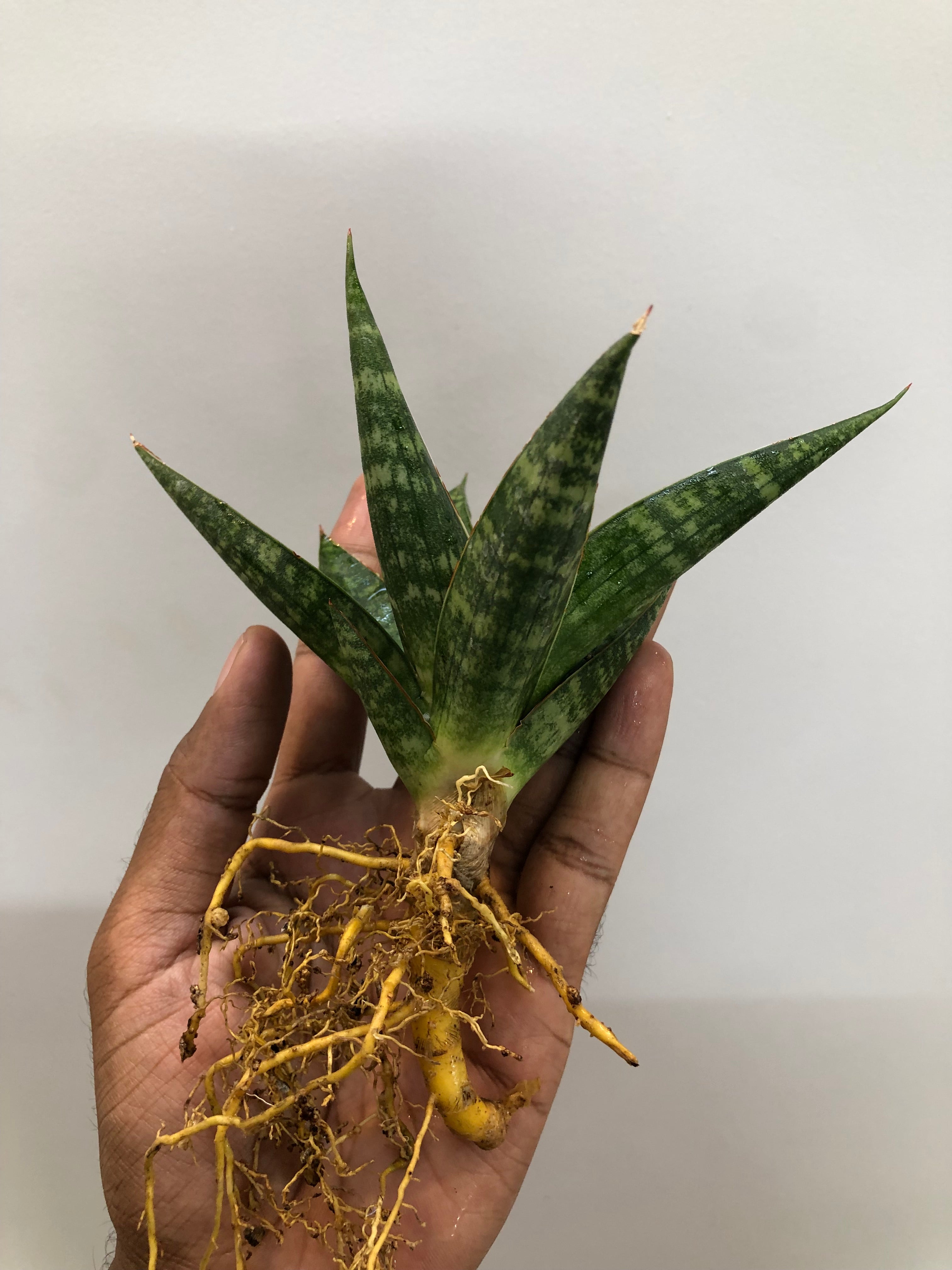 Sansevieria STAR GATE LARGE
