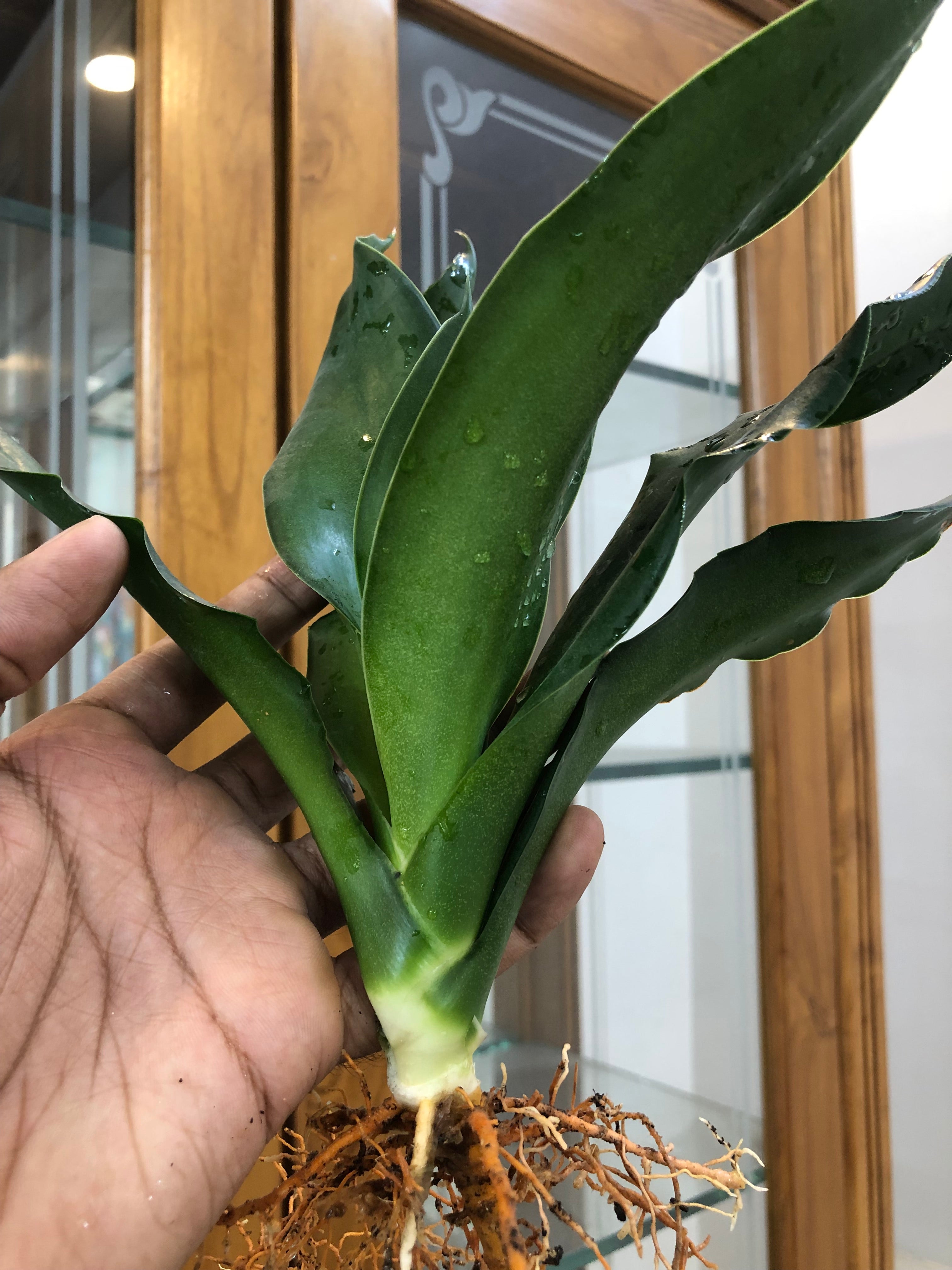 Sansevieria CHELOMITA