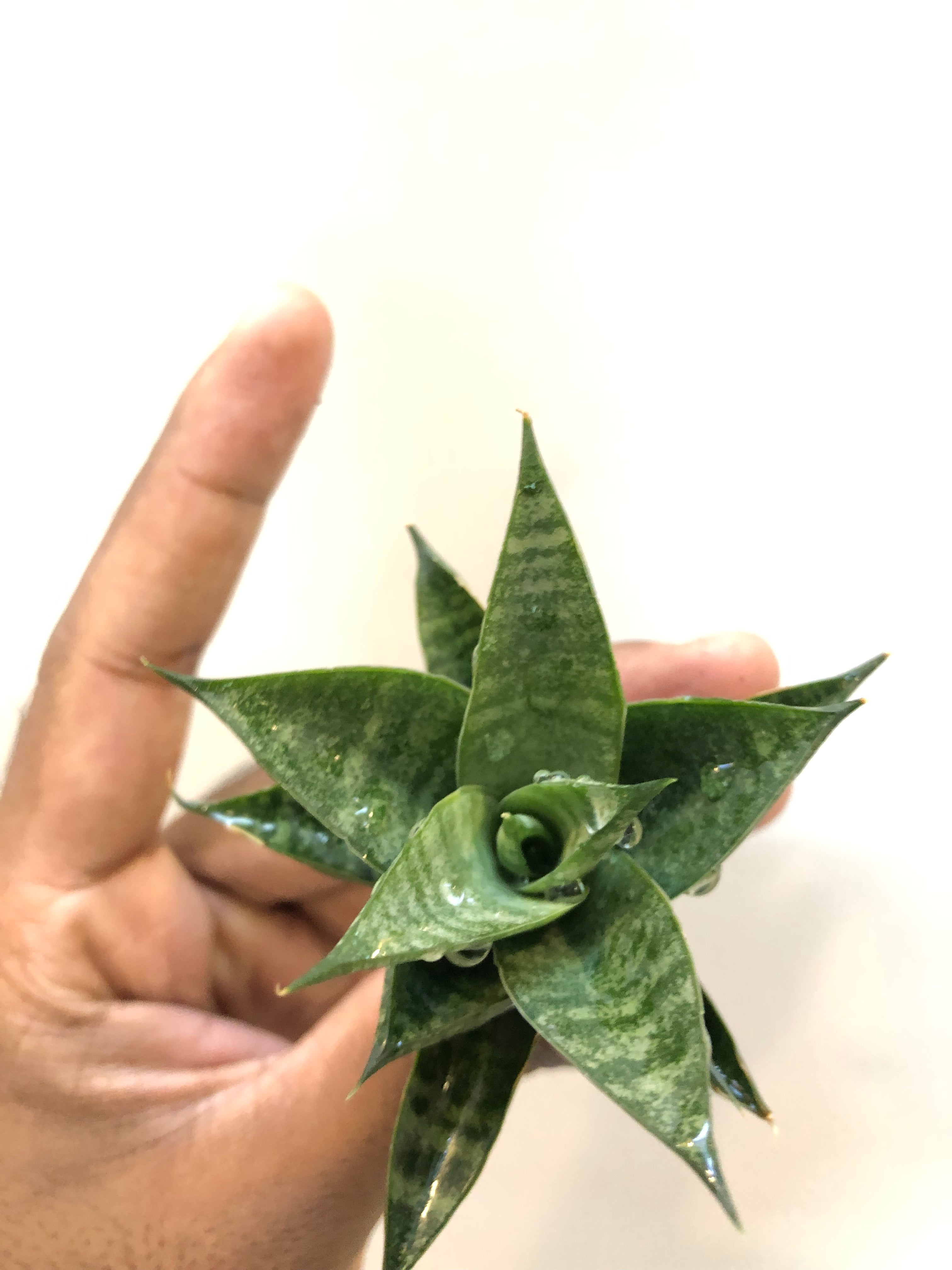 Sansevieria MINIONS