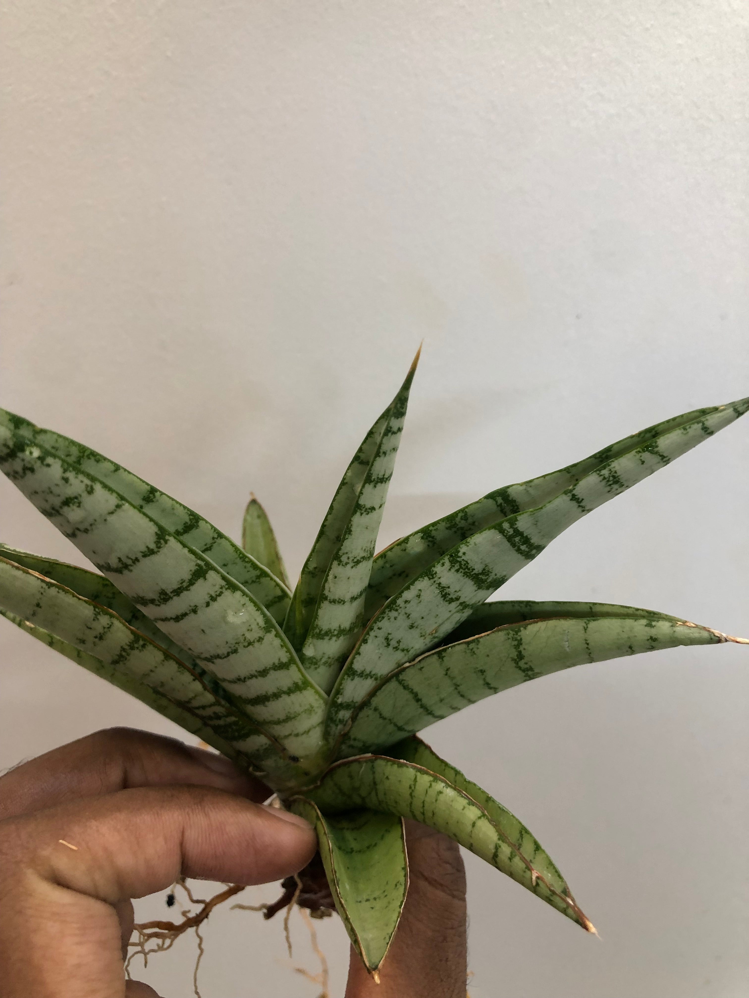 Sansevieria HANOMAN