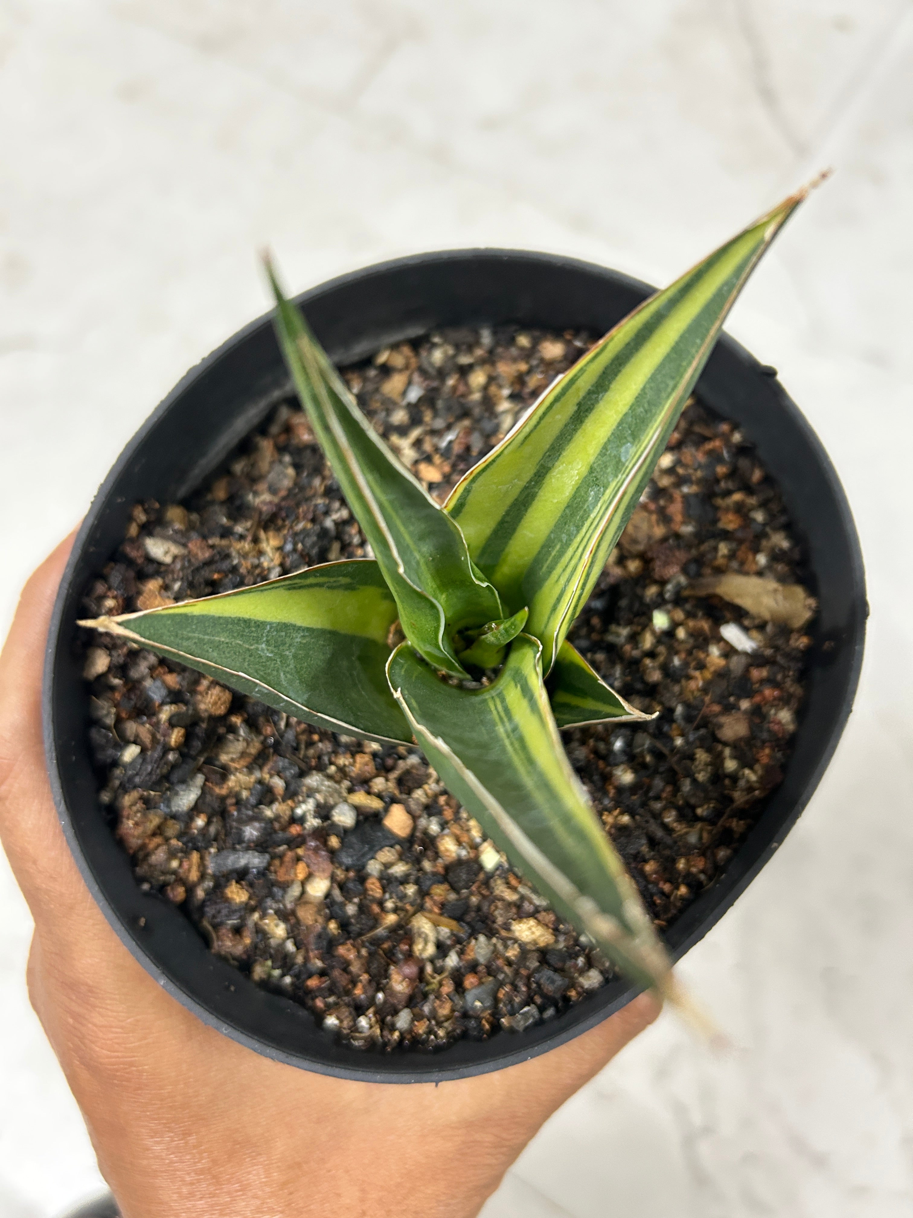 Sansevieria LUNA VARIEGATED