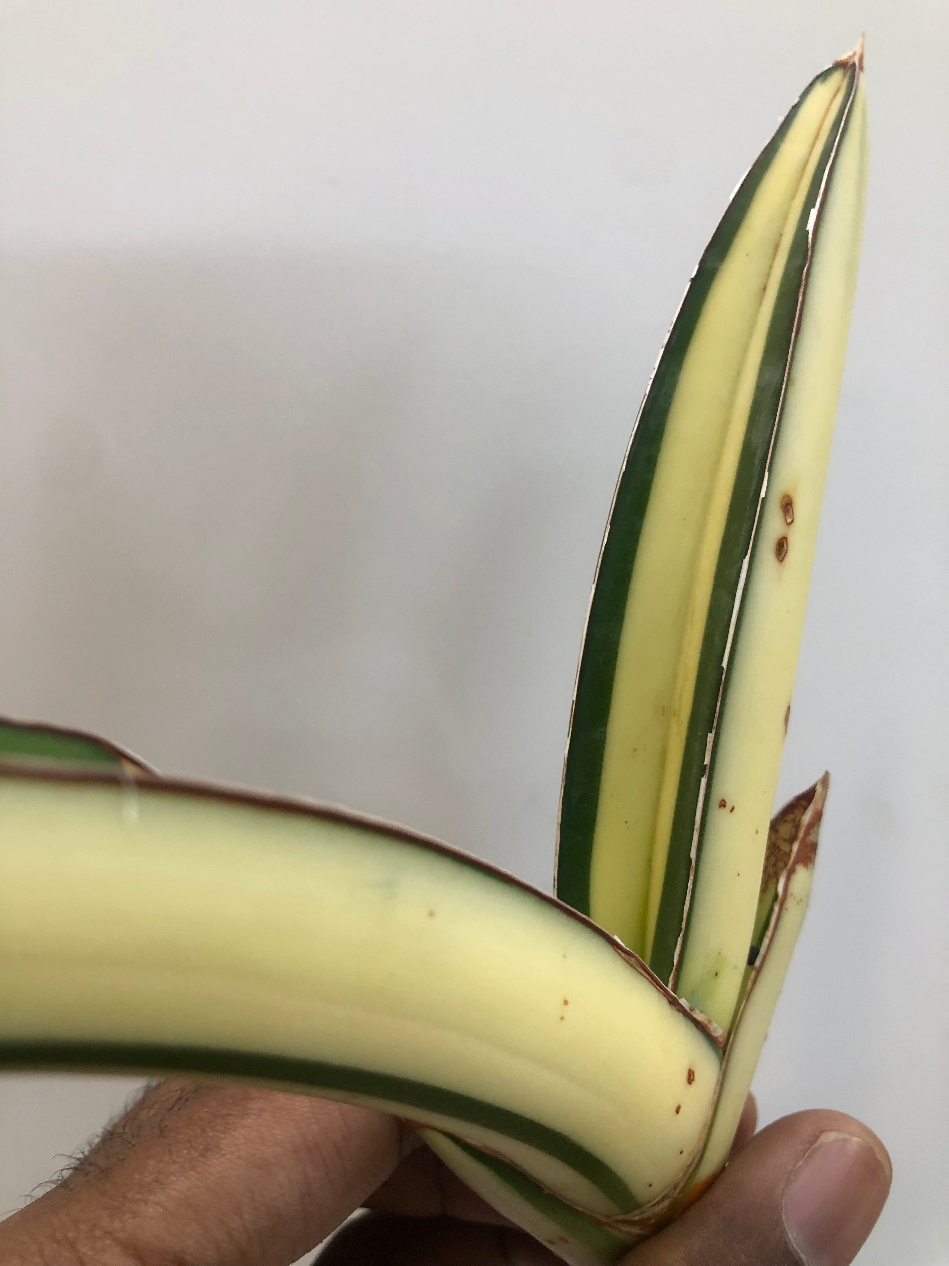 Sansevieria SALAF WHITE VAR