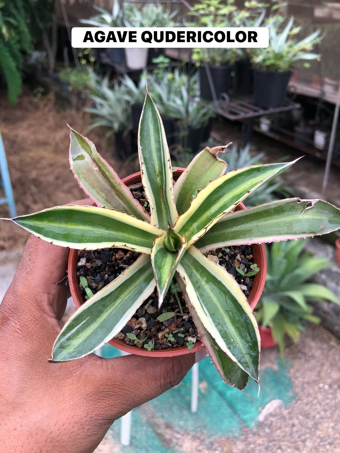 Combo No 18 : Twelve Popular Agaves and Mangaves
