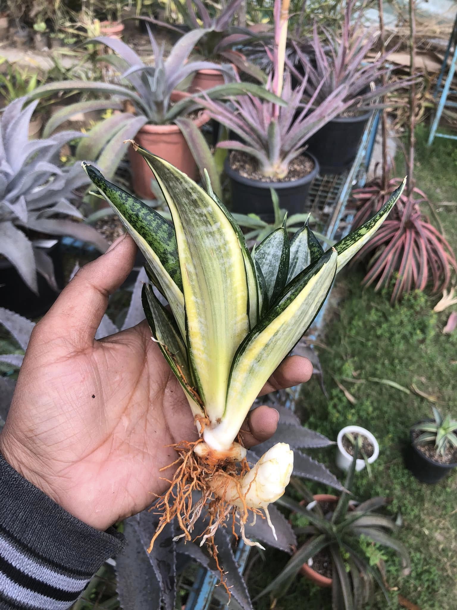 Sansevieria Hahnii Silver Zebra