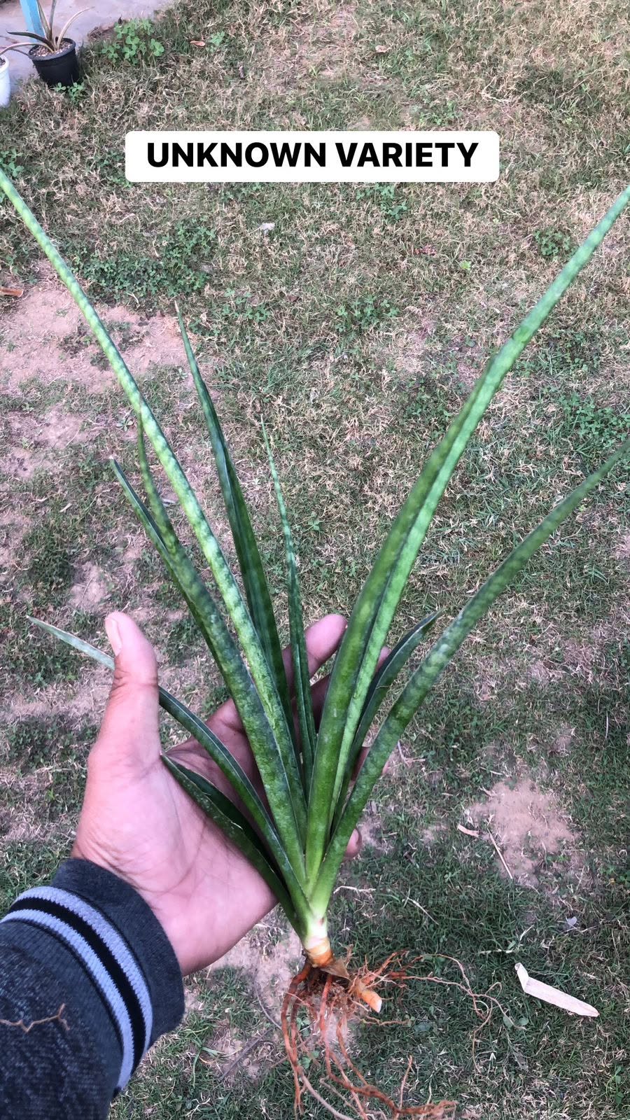 Combo of 10 different Sansevieria