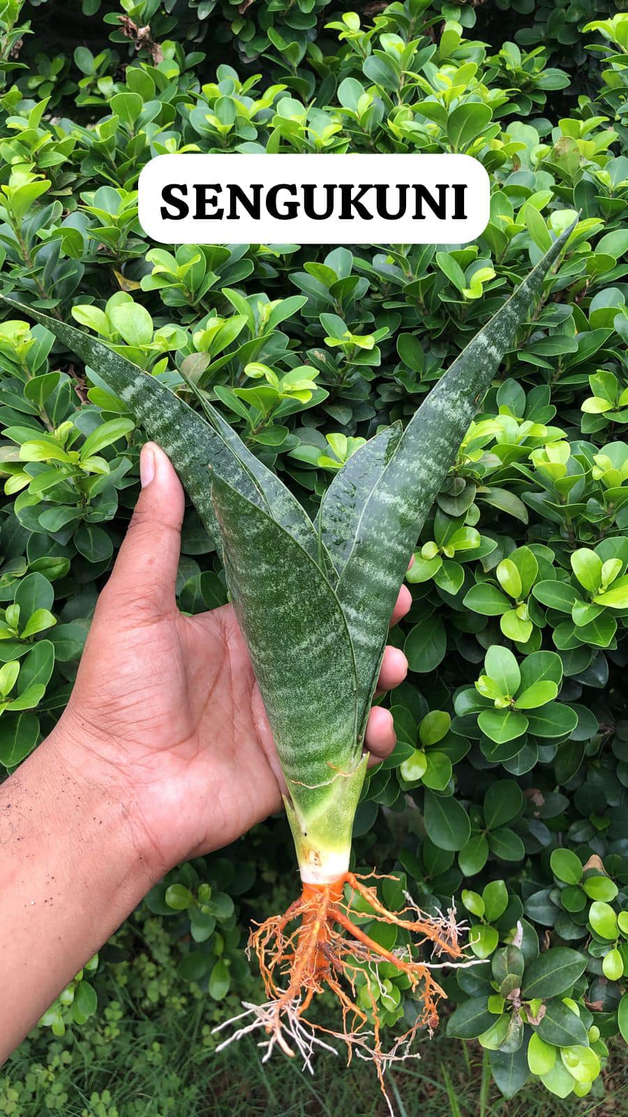 COMBO OF Eight Indonesian Hybrids of Sansevieria named on Hindu Gods and Godesses and from Hindu Mythology