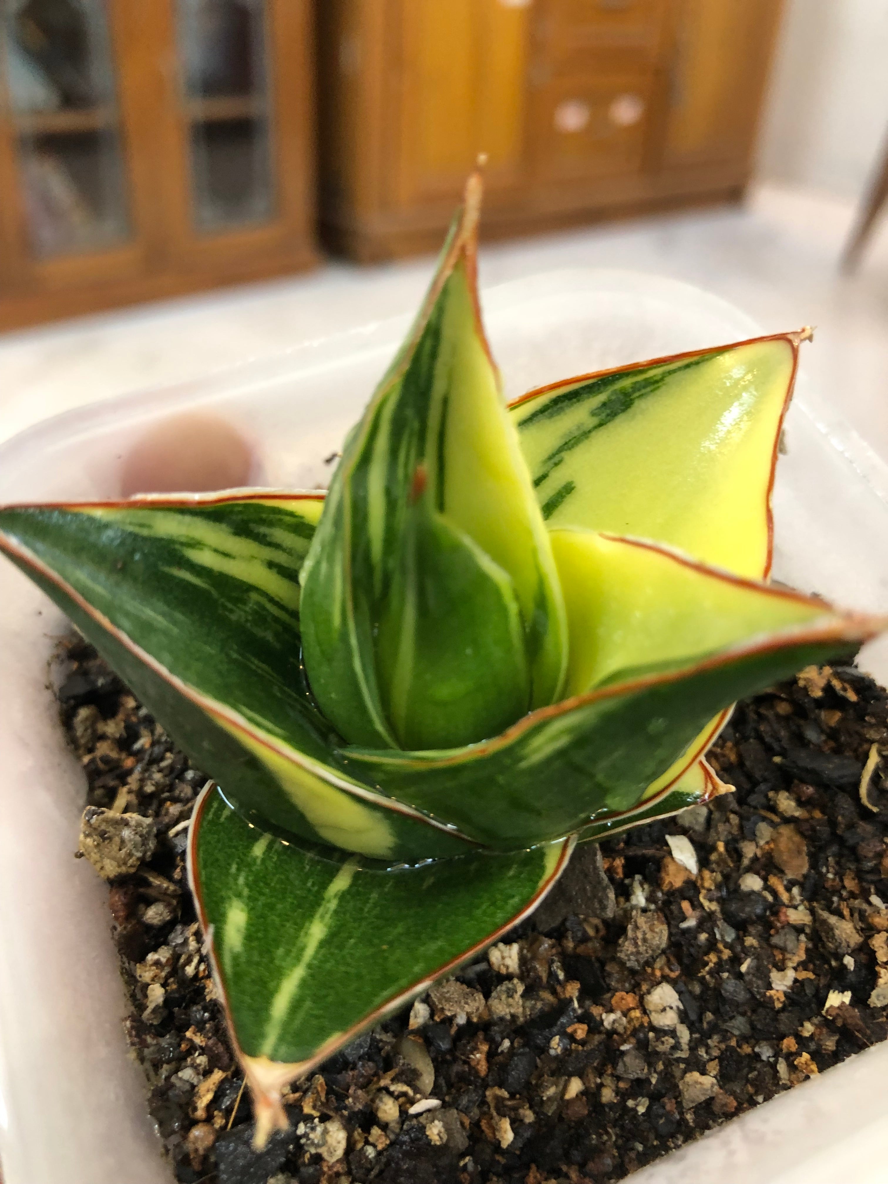Sansevieria TOWER BLUE VARIEGATED WHITE