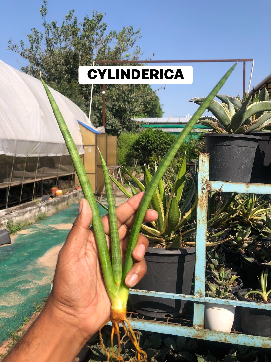 COMBO NO. 37 : Combo of 10 sansevieria