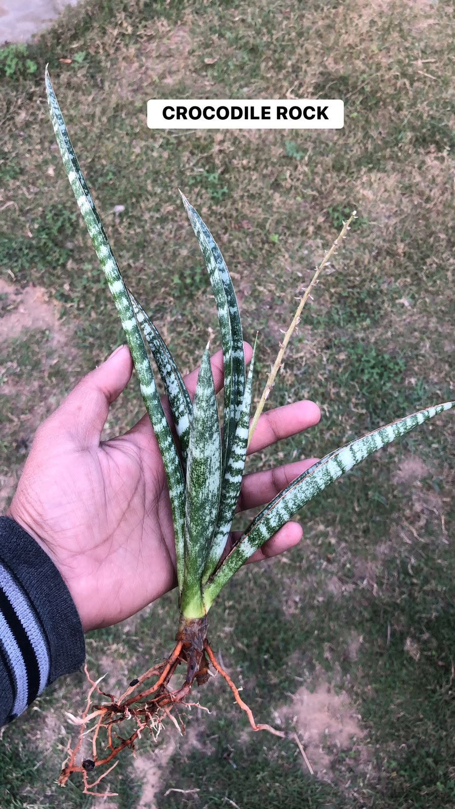 Combo of 10 different Sansevieria