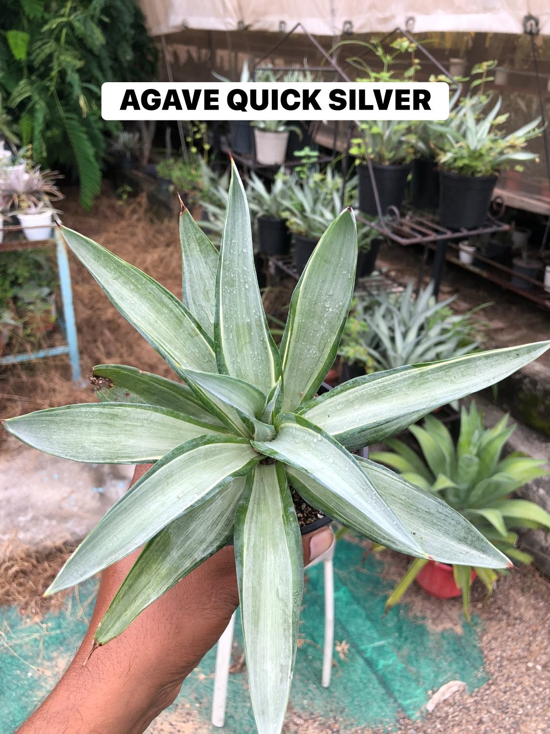Combo No 18 : Twelve Popular Agaves and Mangaves