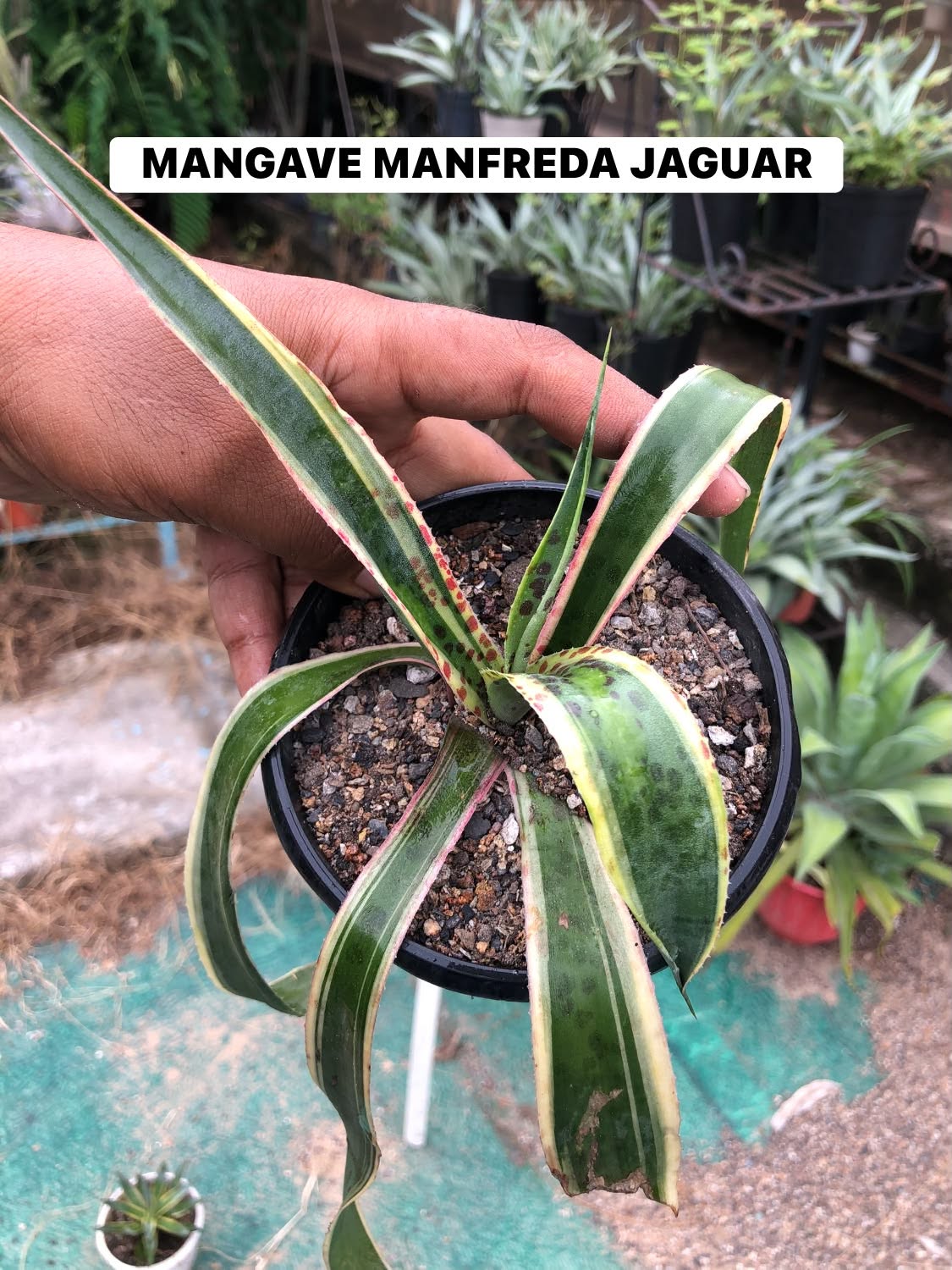 Combo No 18 : Twelve Popular Agaves and Mangaves