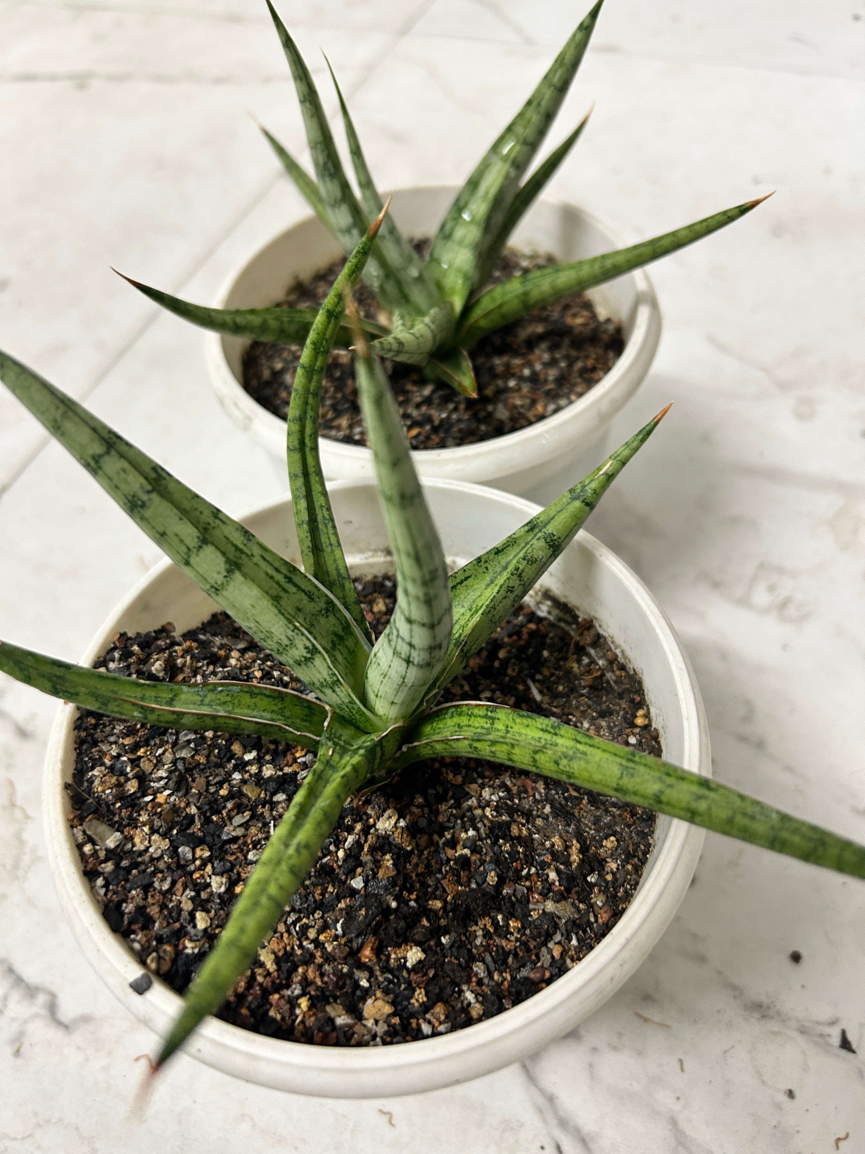 Sansevieria RUDAL