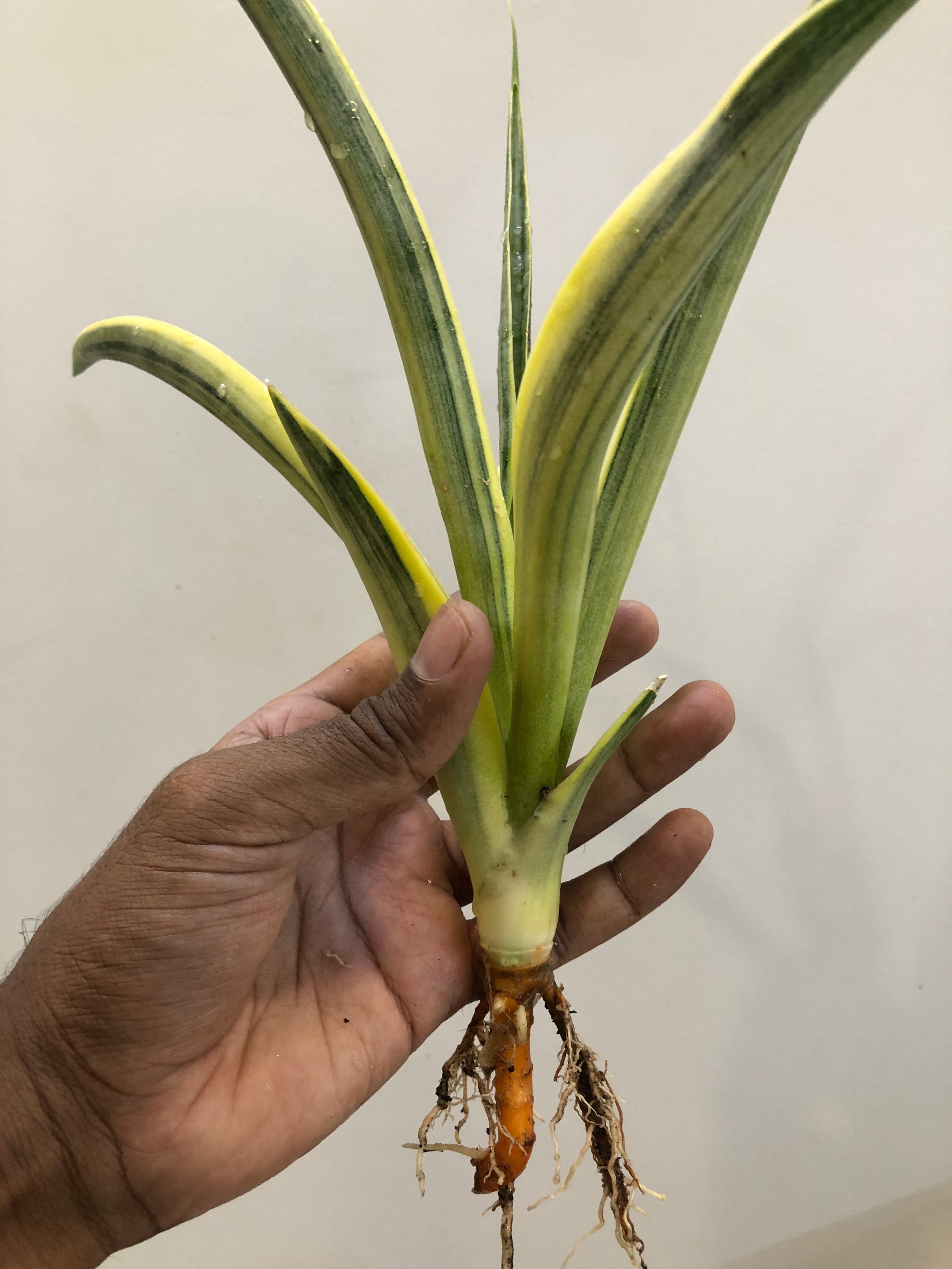 Sansevieria UGANDA VAR