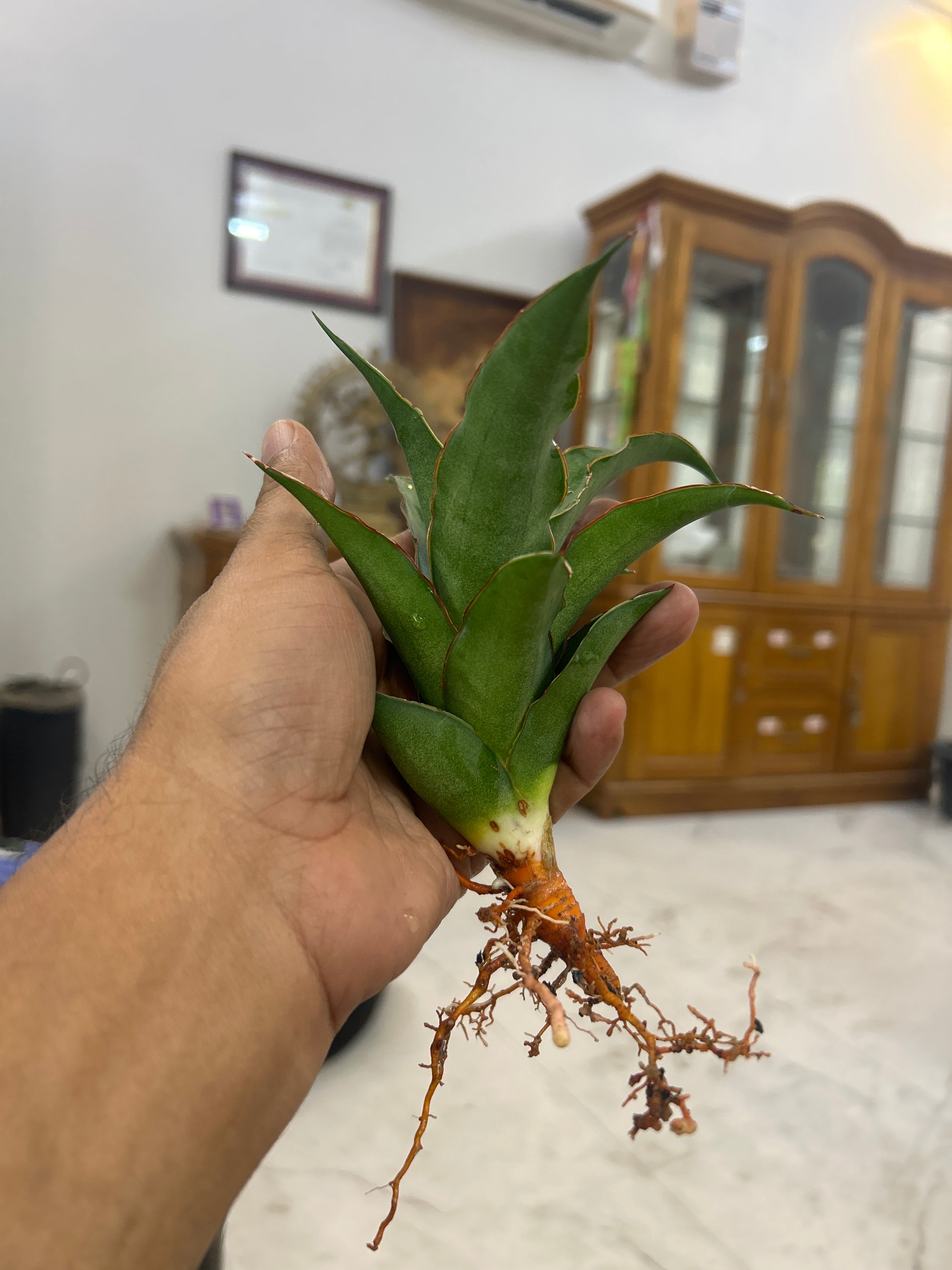 Sansevieria PUYEK