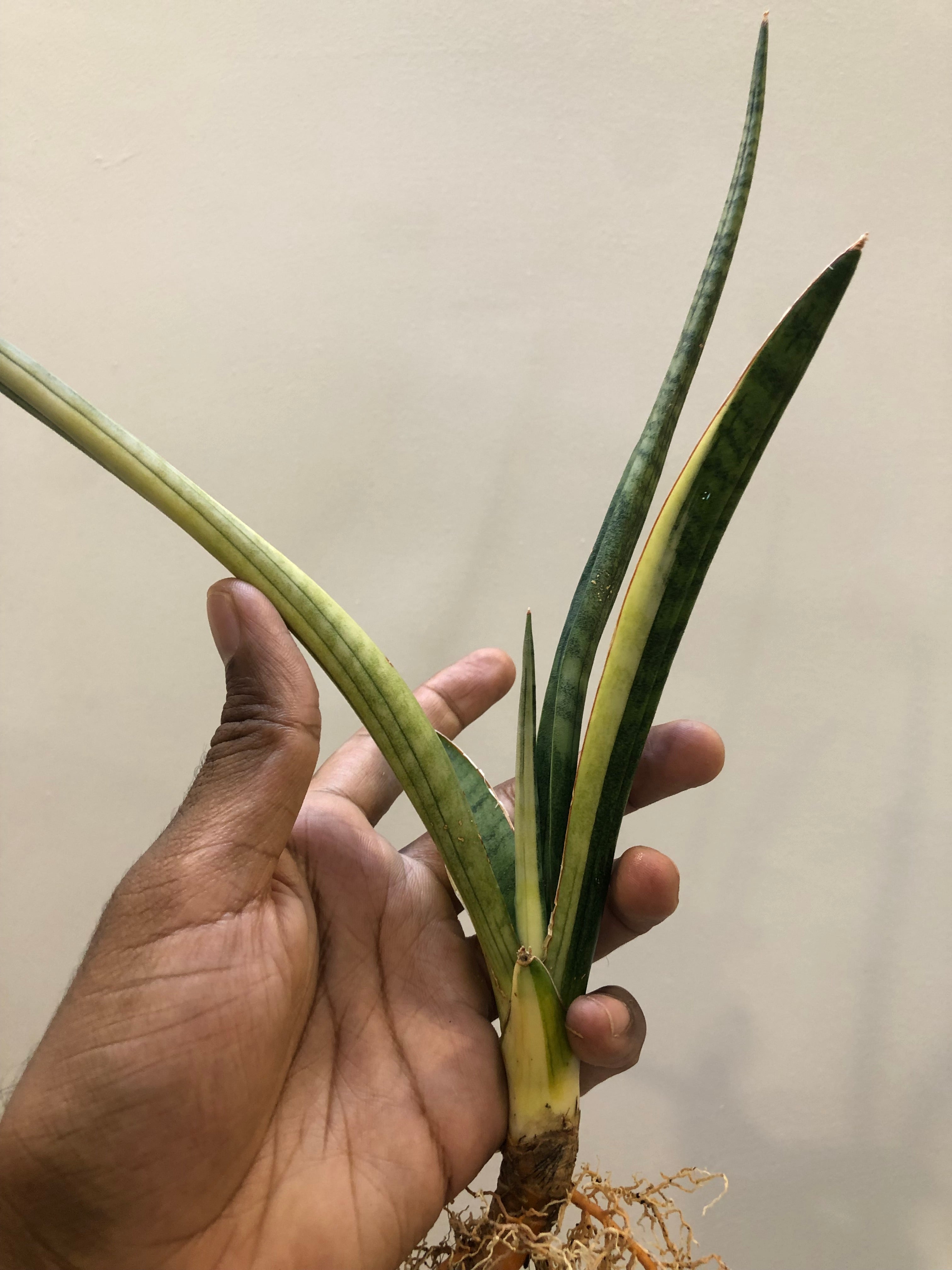 Sansevieria BANDIPUR WHITE VAR