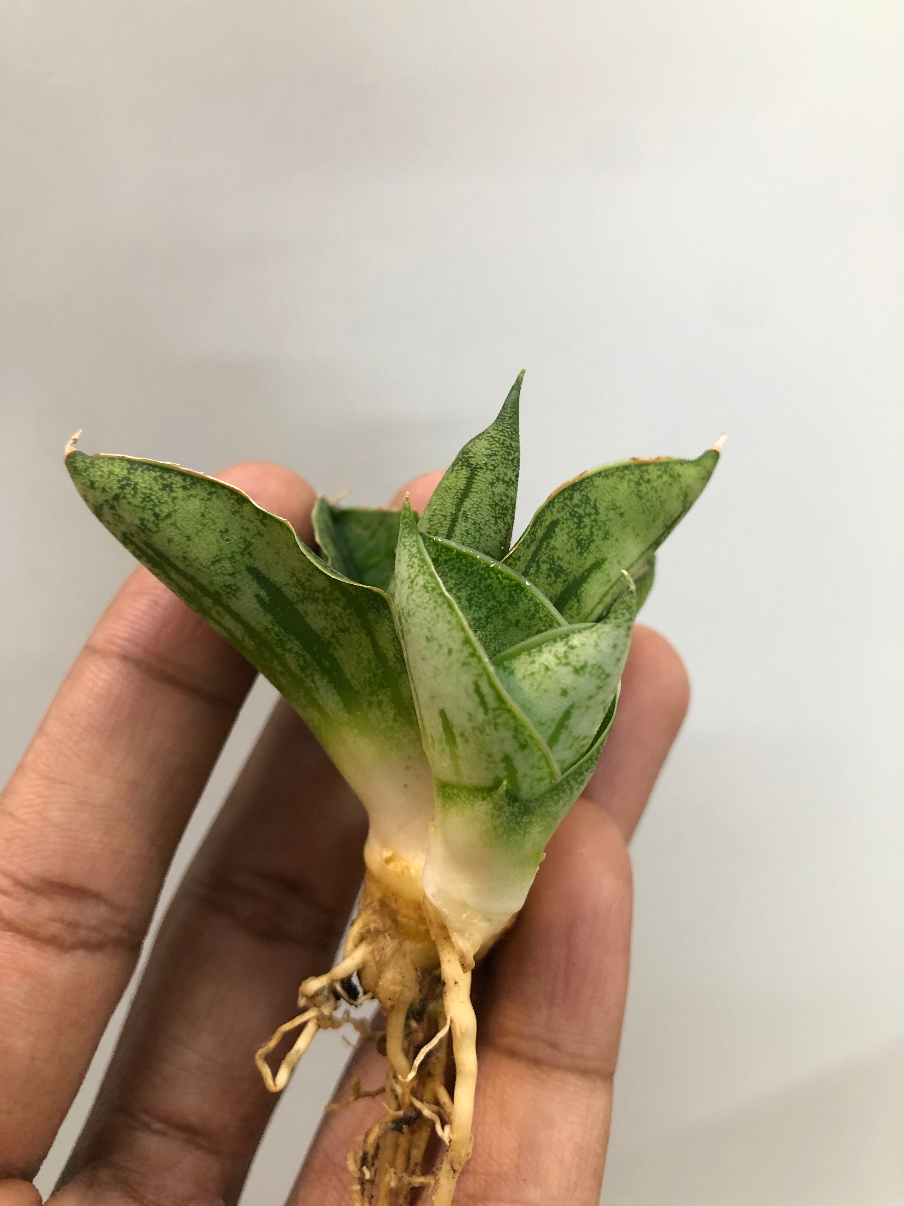 Sansevieria MINI ROSE WITH PUP