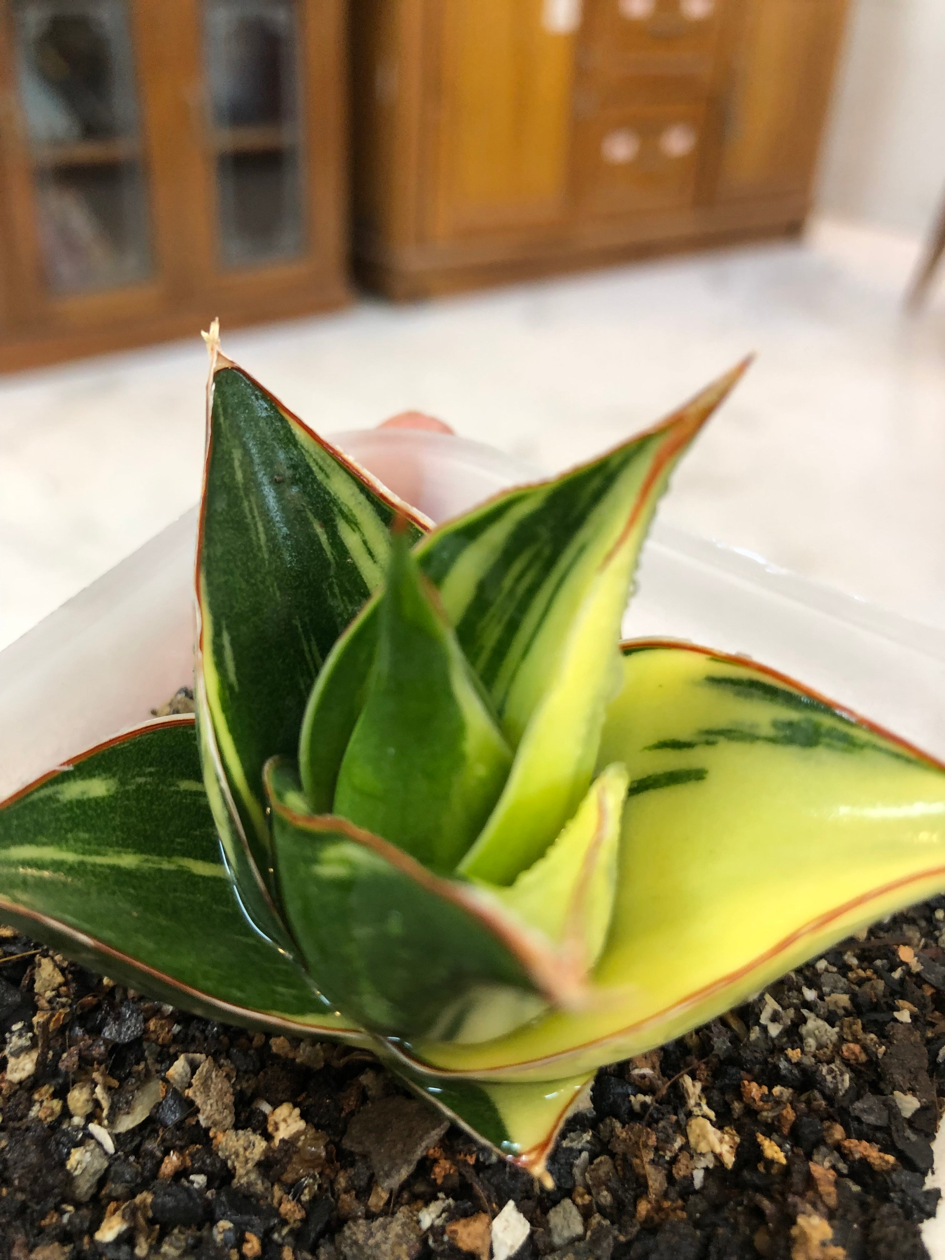 Sansevieria TOWER BLUE VARIEGATED WHITE