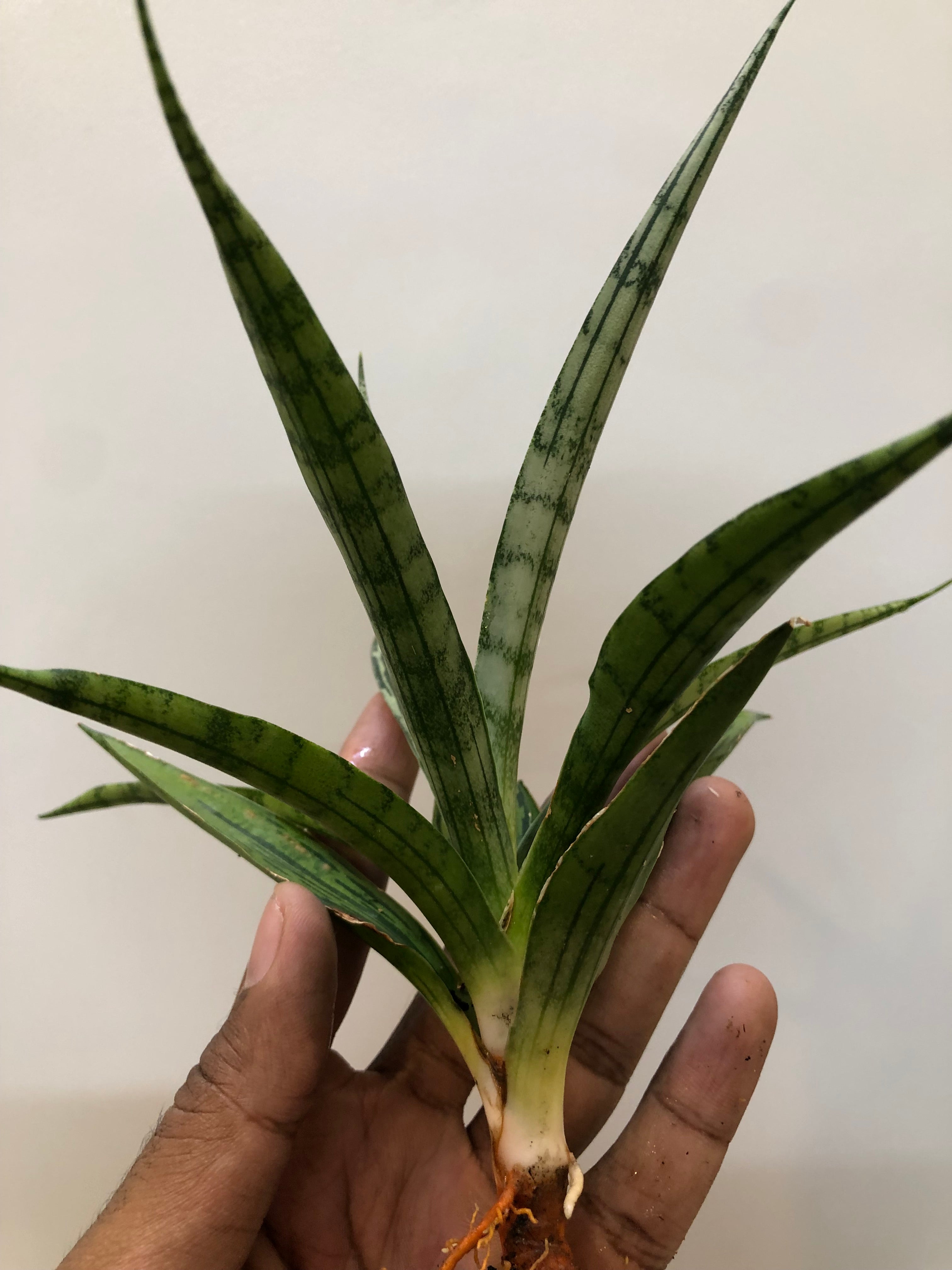 Sansevieria FON PRUM