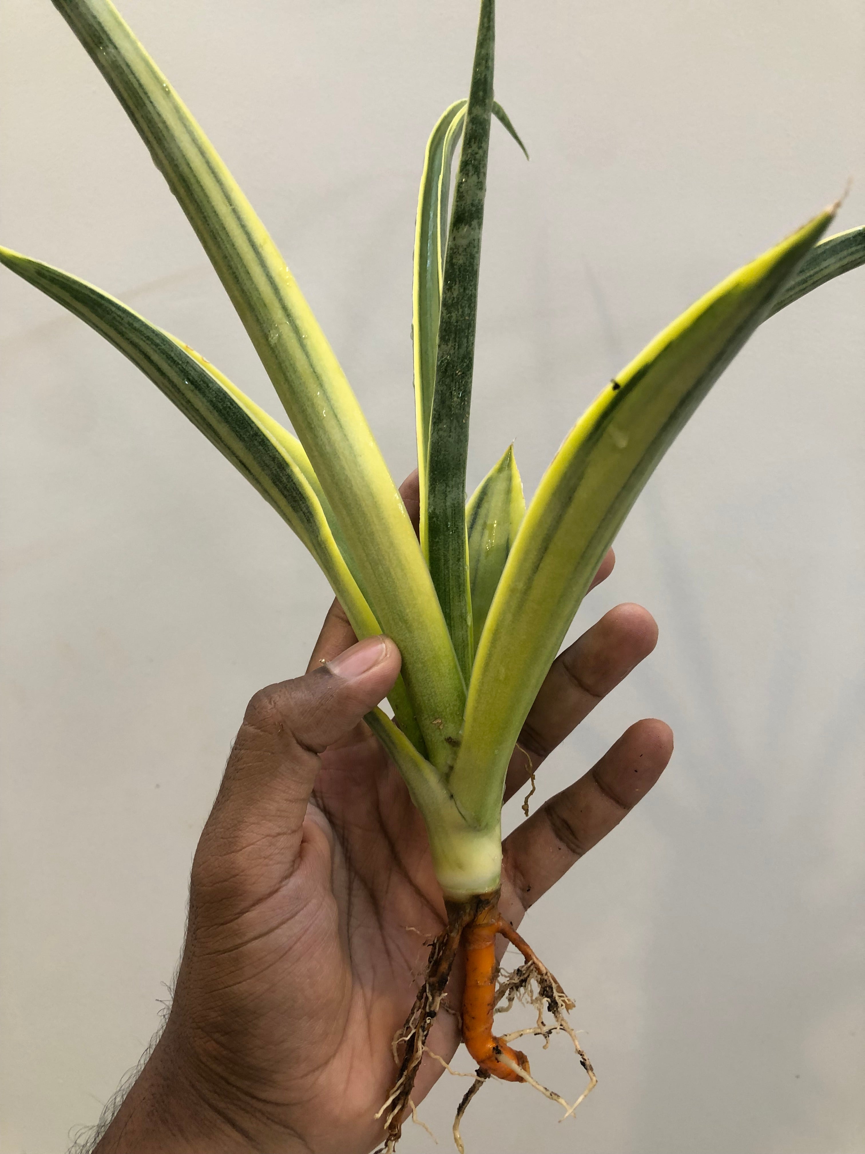Sansevieria UGANDA VAR