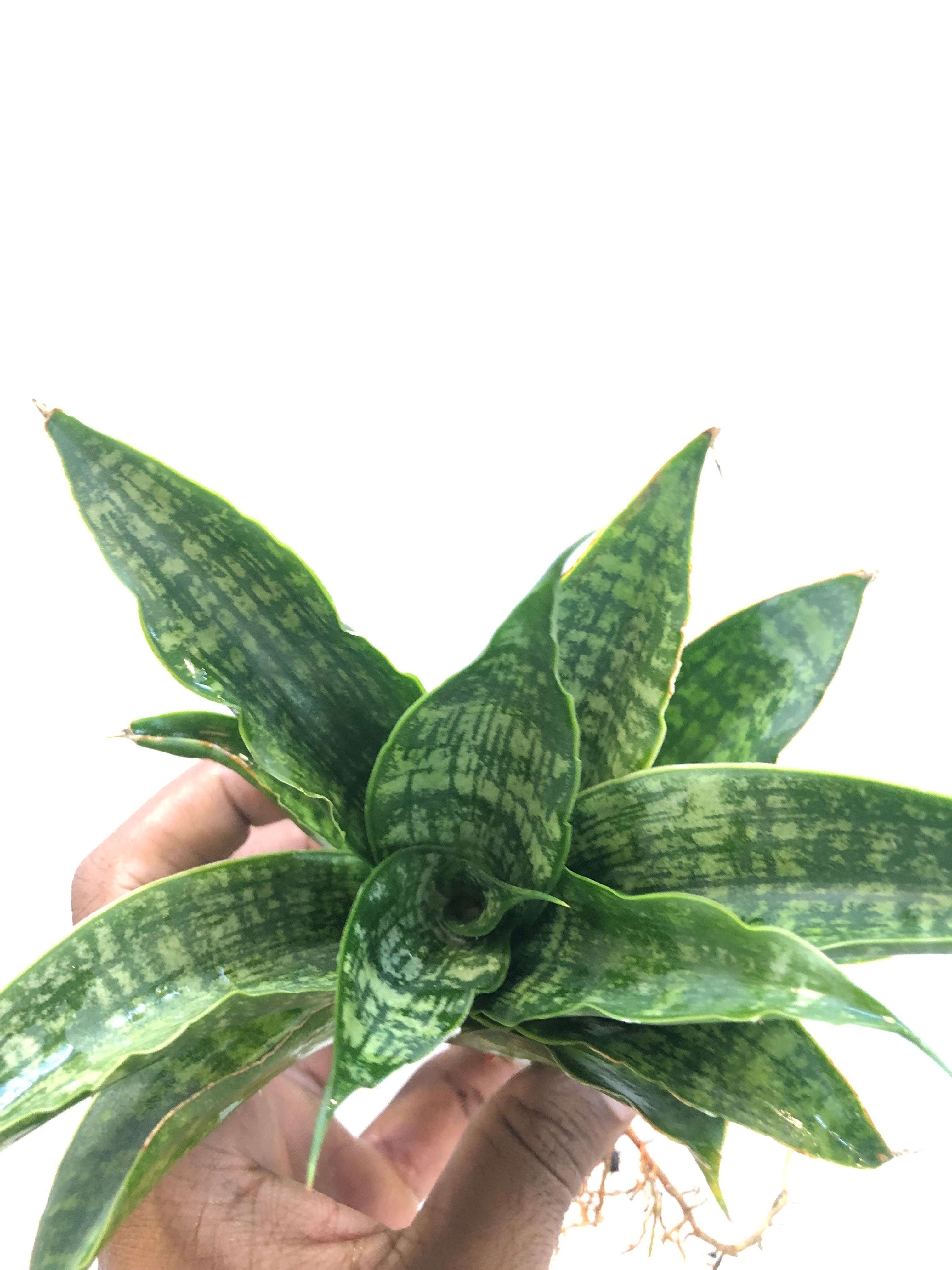 Sansevieria SINTA (THATS HOW MATA SITA IS ADDRESSED IN INDONESIA)