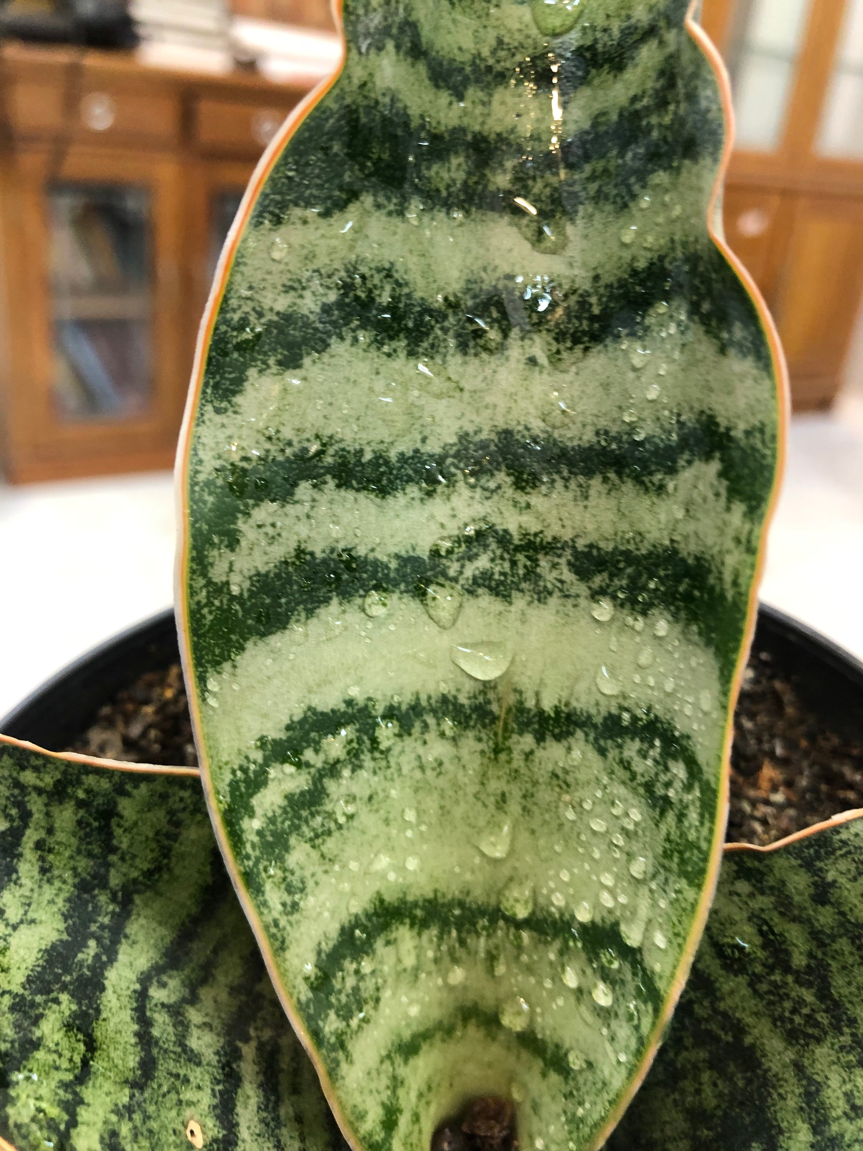 Sansevieria Hybrid MARFUAH