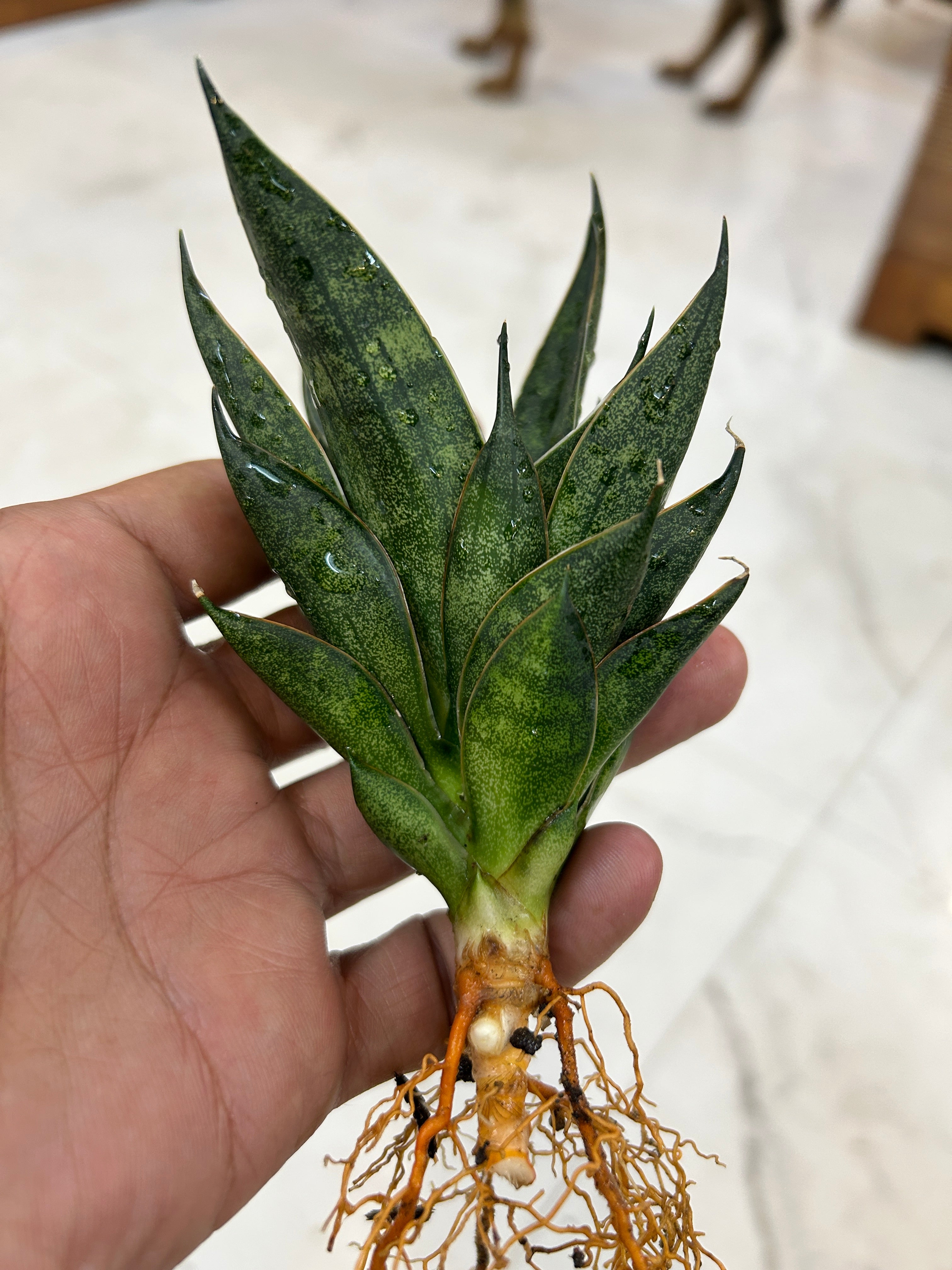 Sansevieria BLACK ANTS